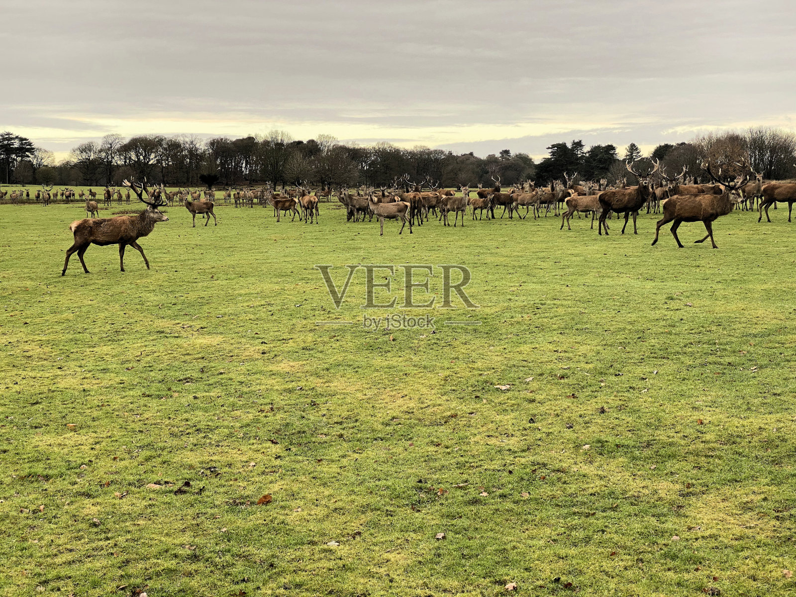 一群红鹿的景色照片摄影图片
