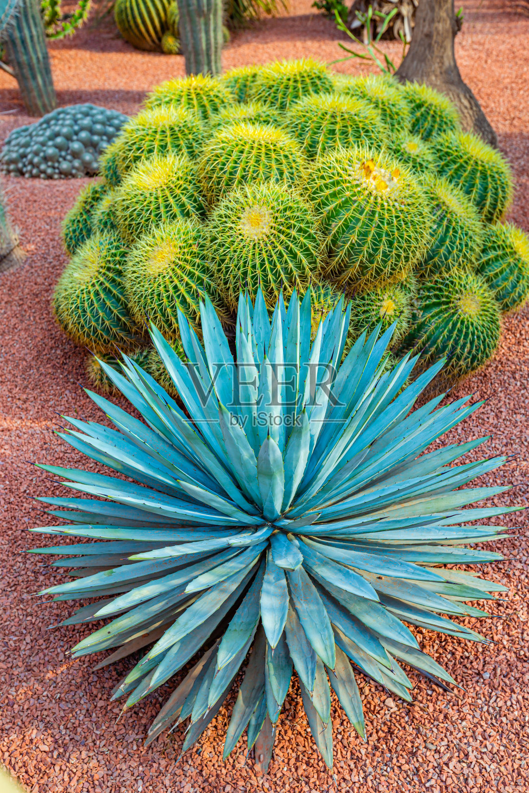 摩洛哥马拉喀什马若雷勒花园的多肉植物照片摄影图片