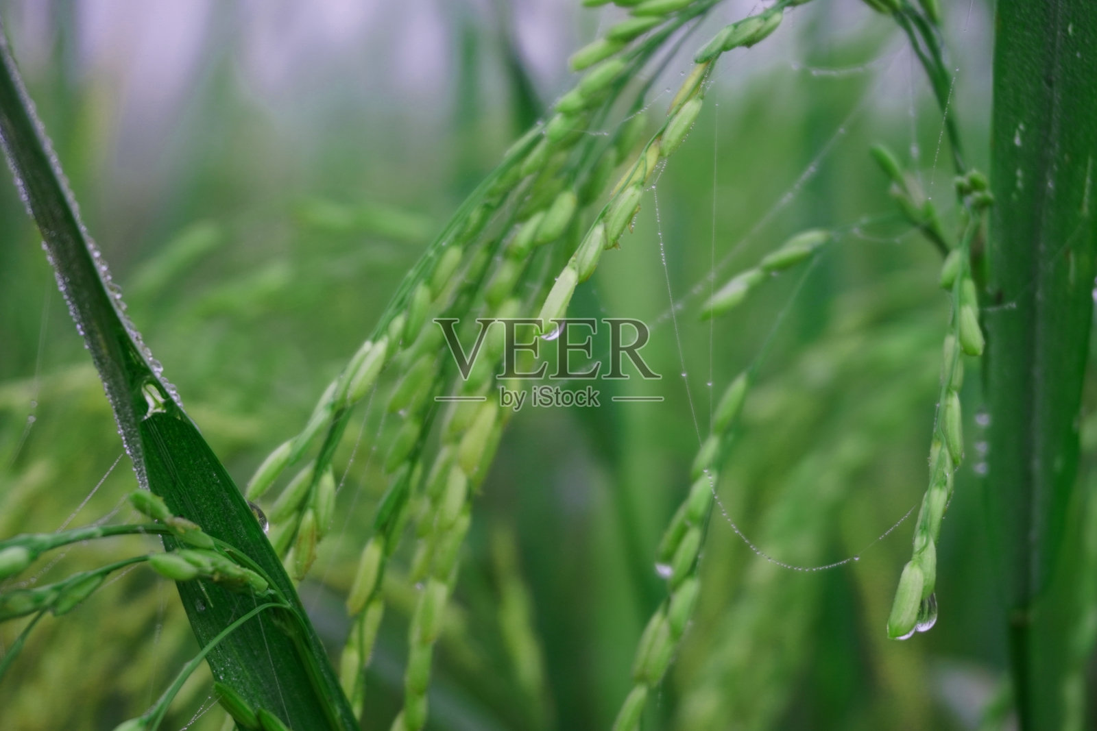 孟加拉国稻田收获前的绿色和黄色稻穗。照片摄影图片