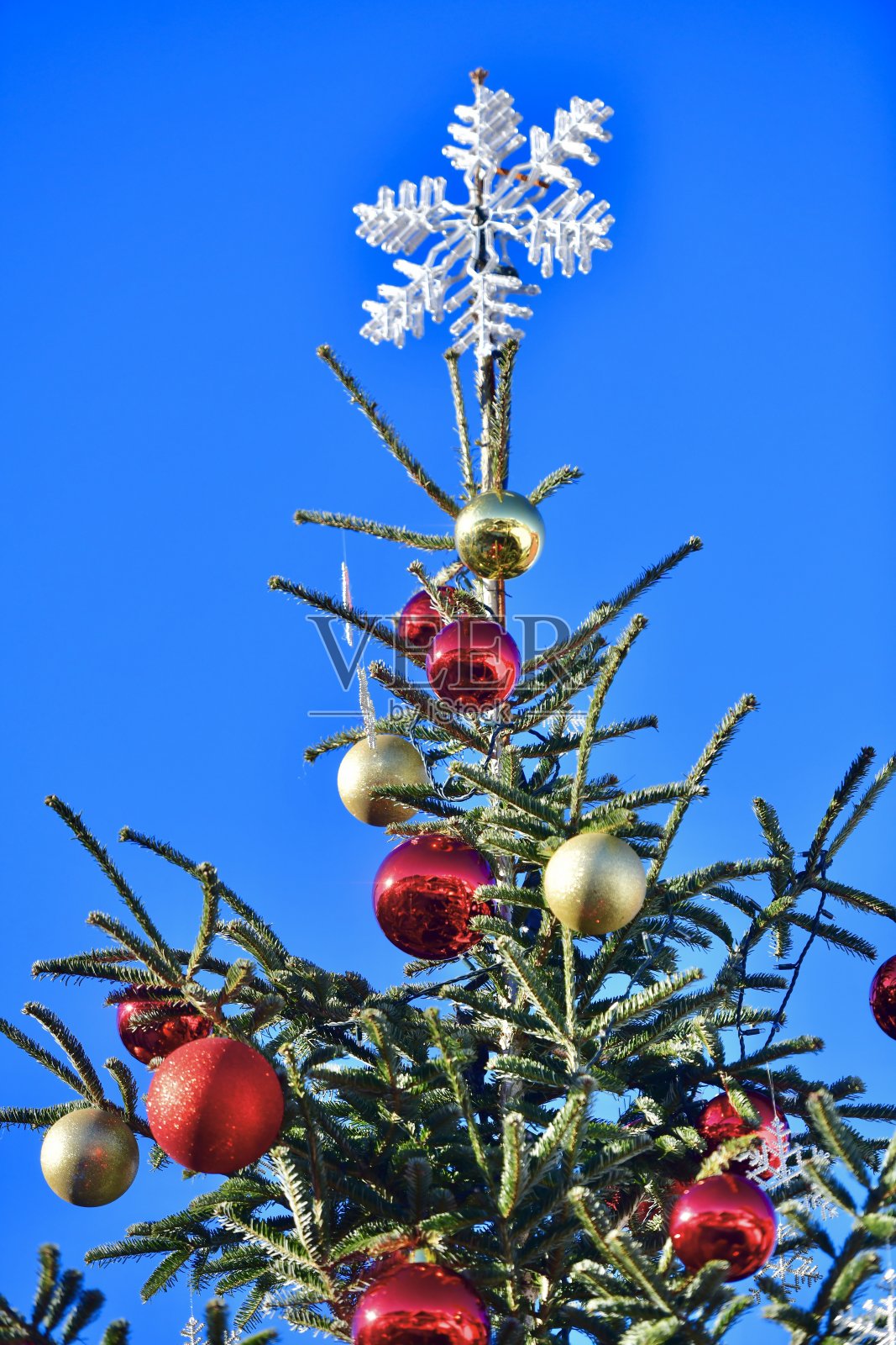 冬天的圣诞树照片摄影图片