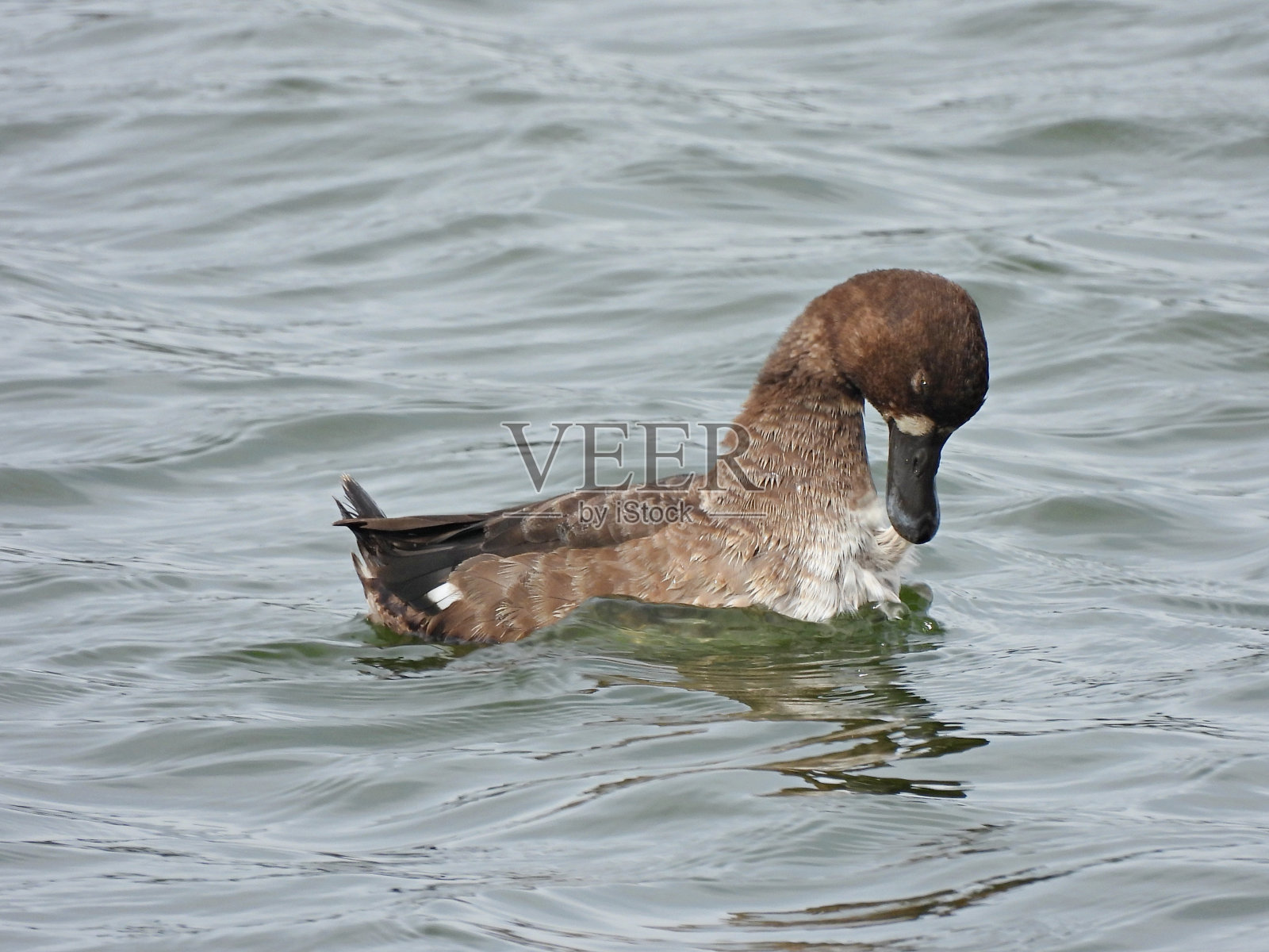 小鳞鱼(Aythya affinis) -在湖中游泳的雌性整理羽毛照片摄影图片