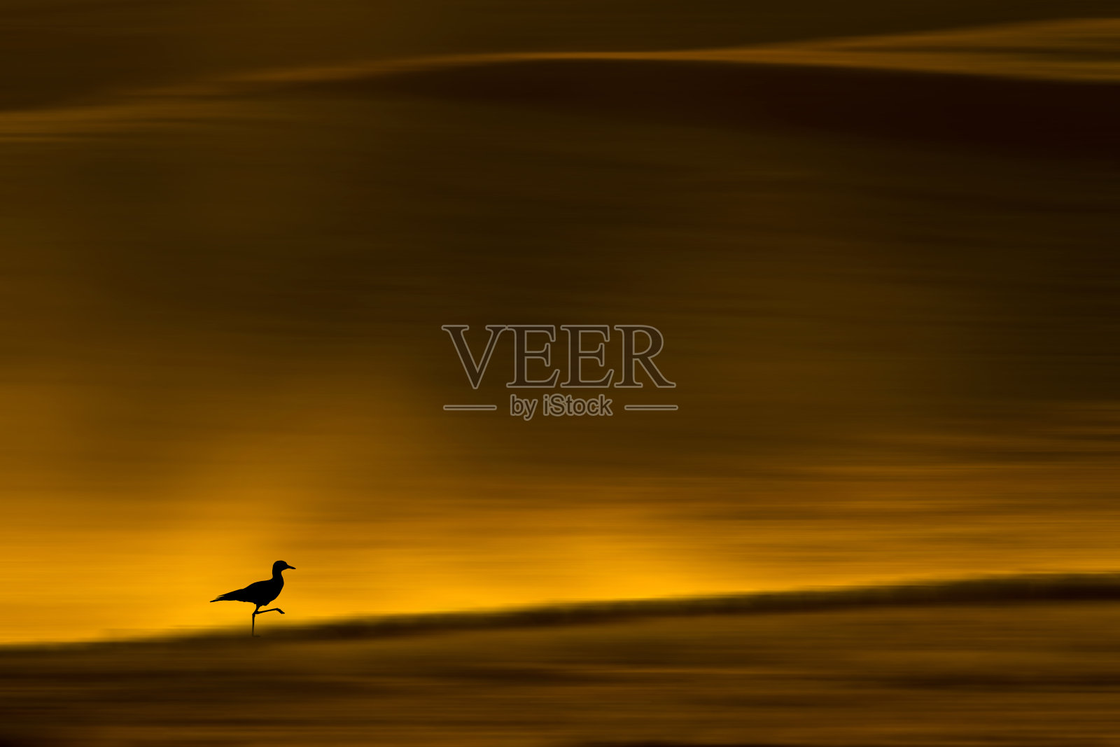 一只孤独的鸟在夕阳下漫步。日落自然背景。照片摄影图片