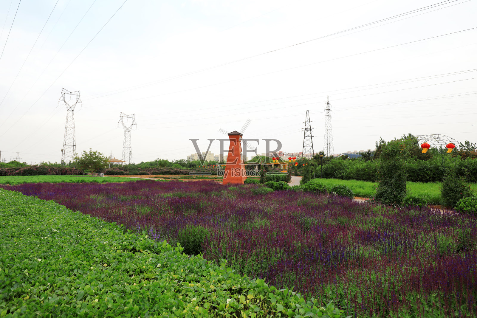 中国北方，公园里盛开的日本鼠尾草照片摄影图片