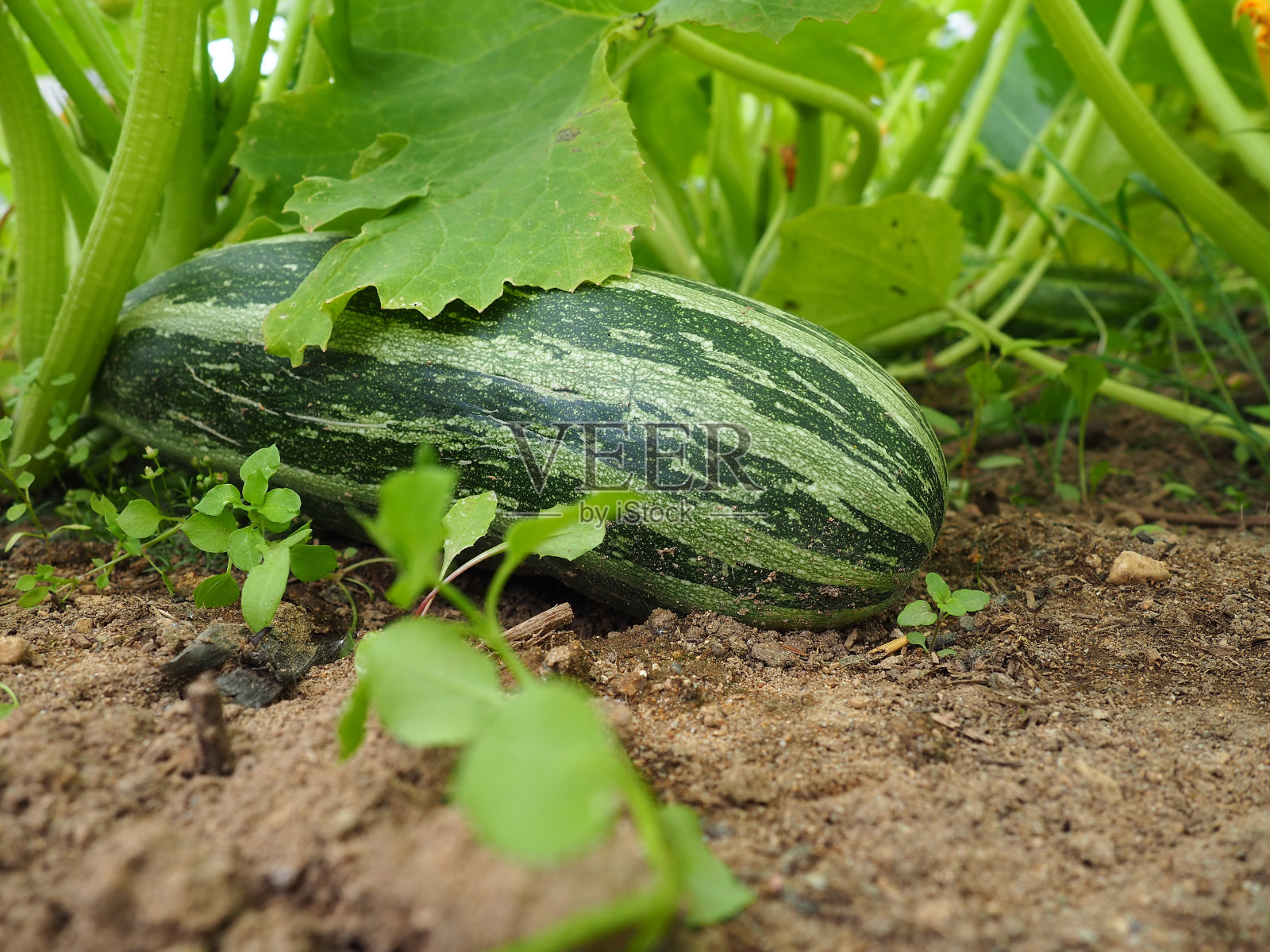 西葫芦(Cucurbita pepo)是一种夏南瓜，是一种蔓生草本植物，果实在未成熟的种子和外果皮仍然柔软可食用时收获。温室照片摄影图片