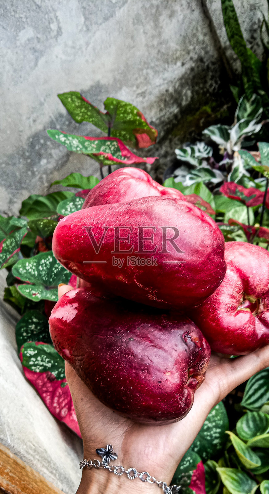 番石榴球，番石榴球，或牙买加番石榴照片摄影图片