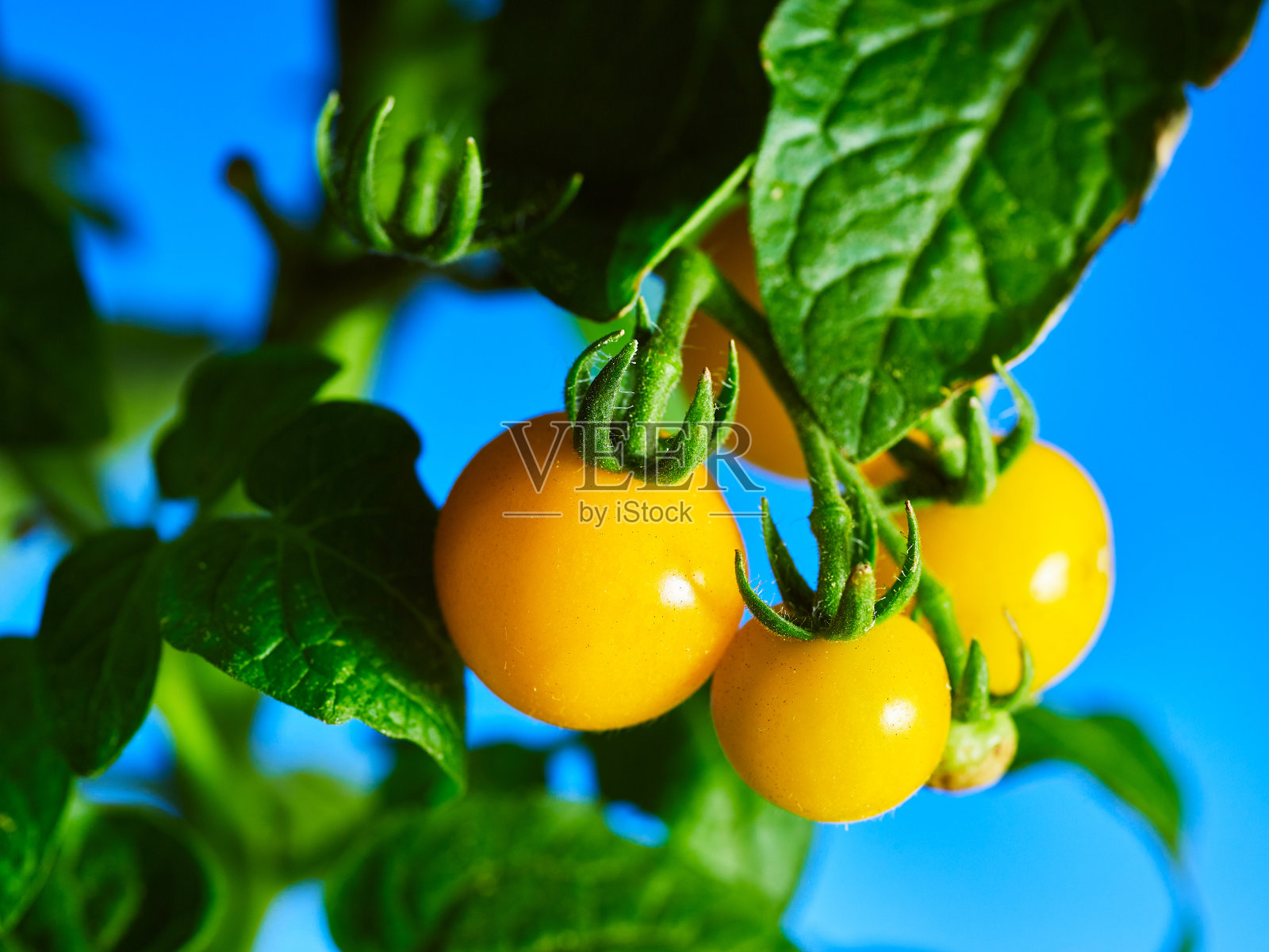 窗台上生长着未成熟和成熟的黄色小番茄。照片摄影图片