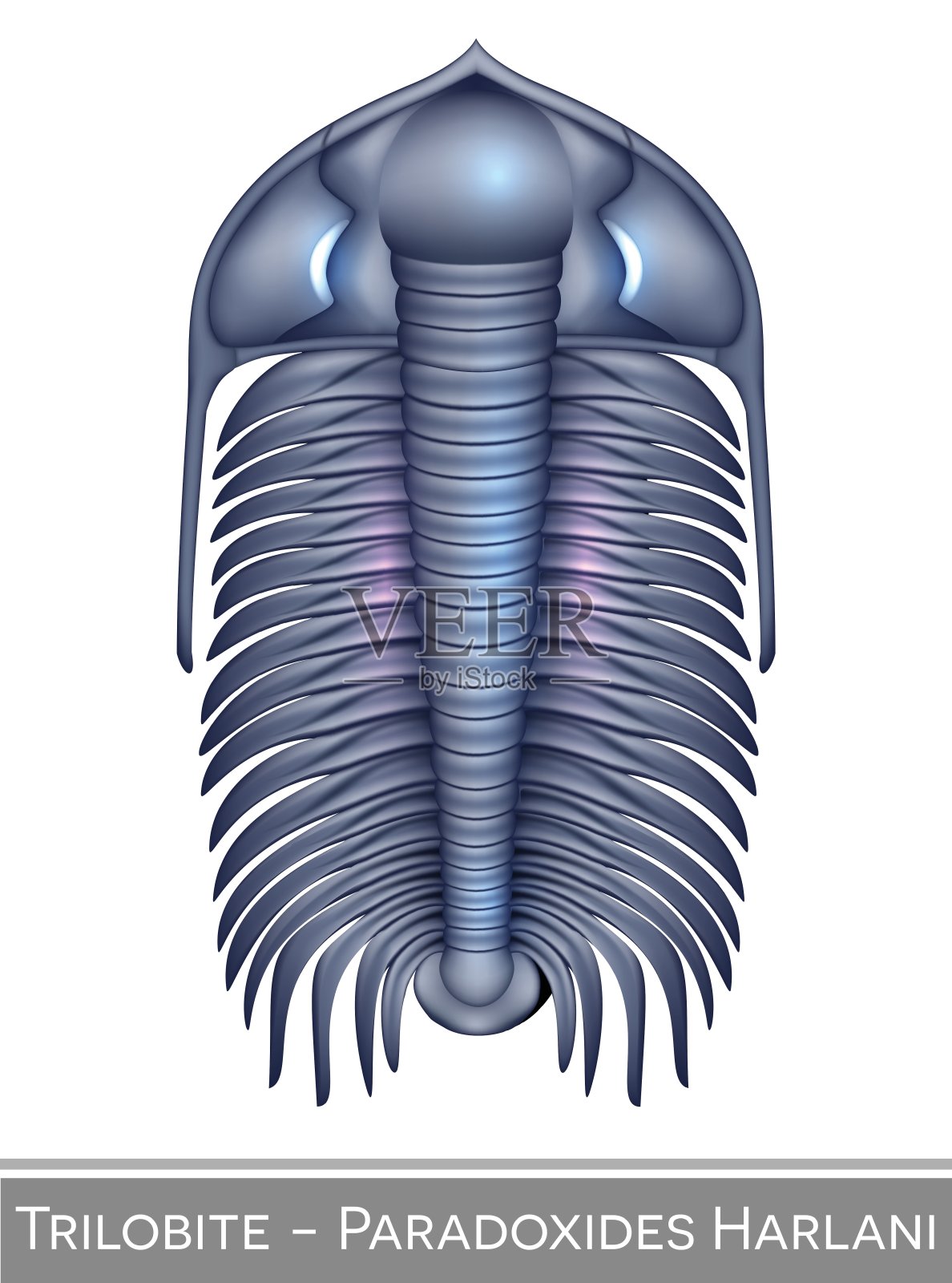 三叶虫，寒武纪生物。插画图片素材