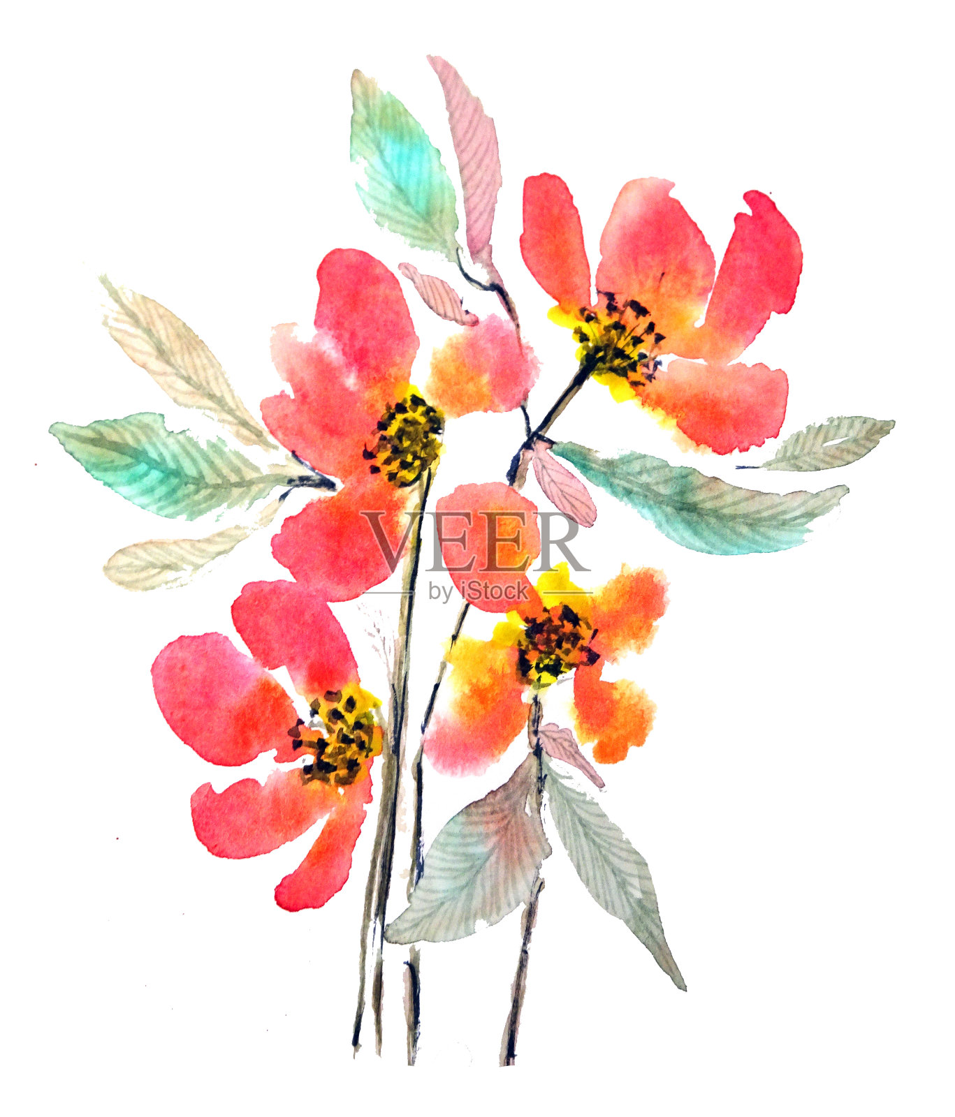 红花水彩画插画图片素材