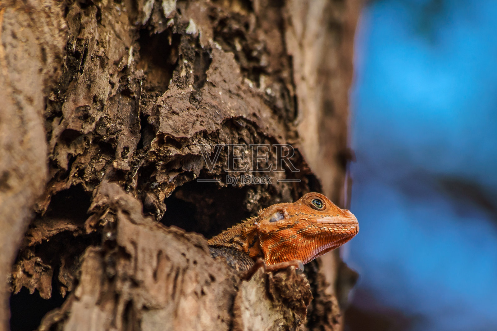 蜥蜴照片摄影图片