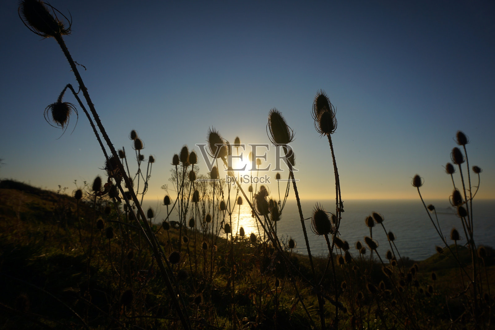 夕阳中的花照片摄影图片