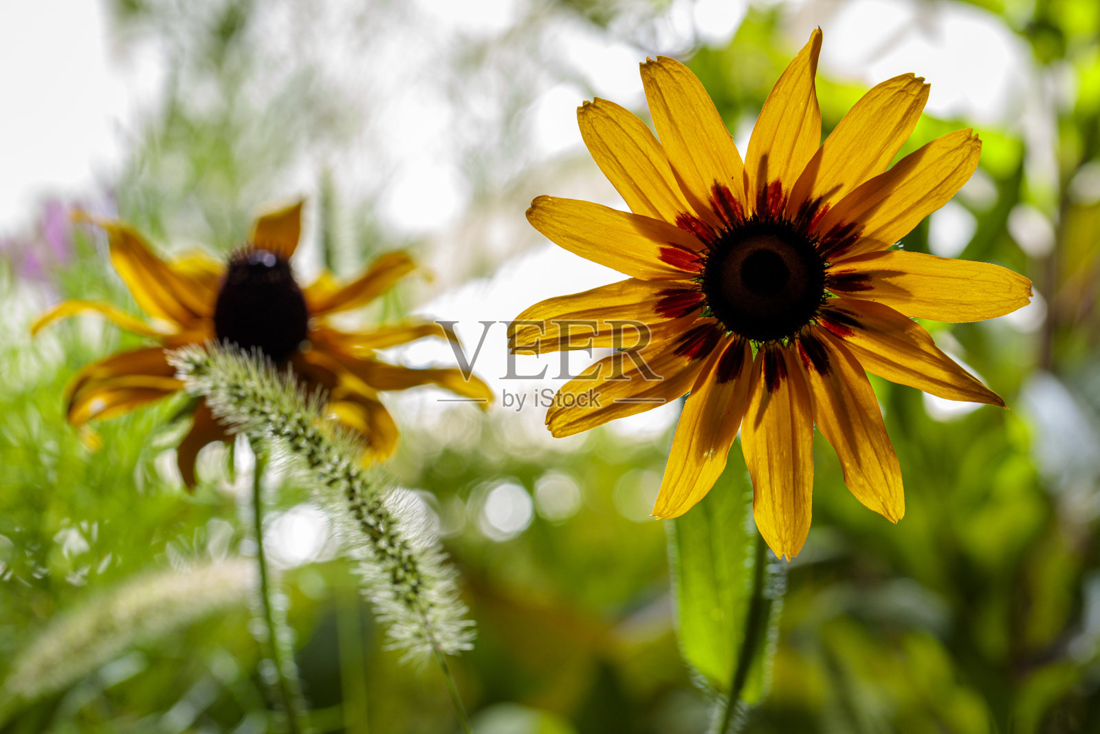 在花园里拍摄的黑眼苏珊花。照片摄影图片