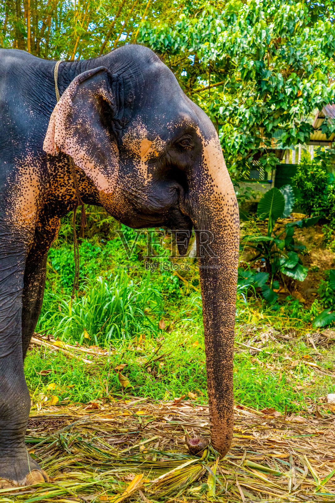 有特殊肤色的大型亚洲象，照片摄影图片