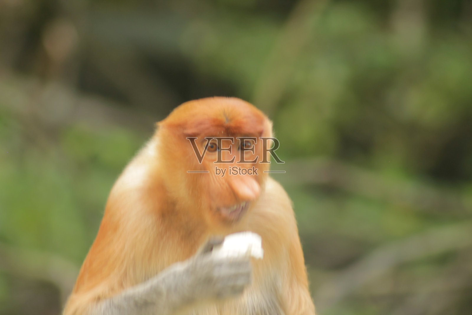 长鼻猴，幼鼻猴或长鼻猴，被称为长鼻猴照片摄影图片