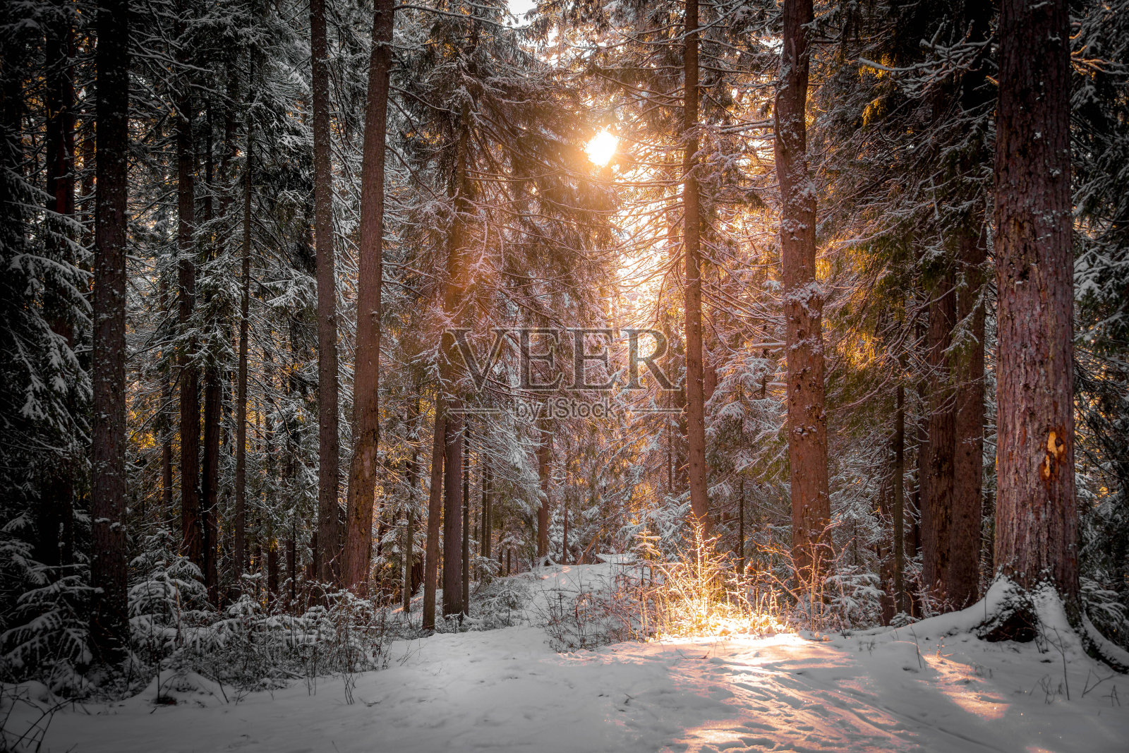 俄罗斯汉特-曼西斯克西伯利亚针叶林中的白雪皑皑的冬季森林和松树。照片摄影图片