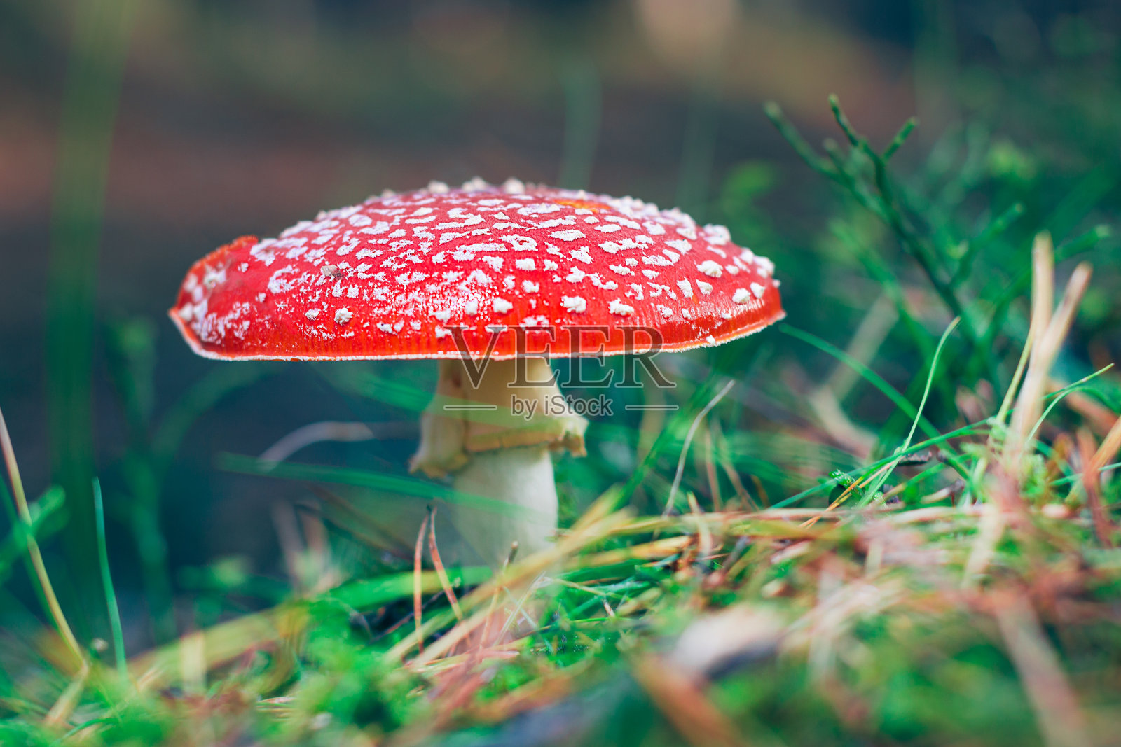 成熟的黑伞菌，被称为飞木耳或飞黑伞照片摄影图片