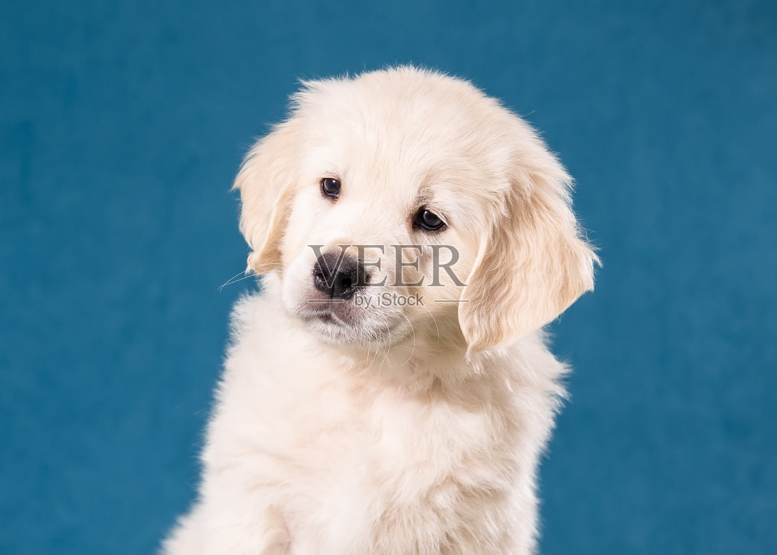 可爱的金毛猎犬小狗在蓝色背景的特写肖像照片摄影图片