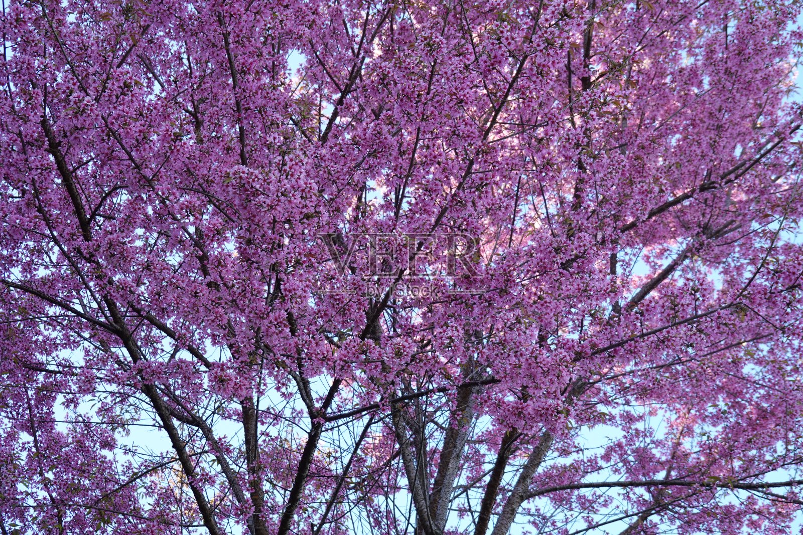 樱花粉色照片摄影图片