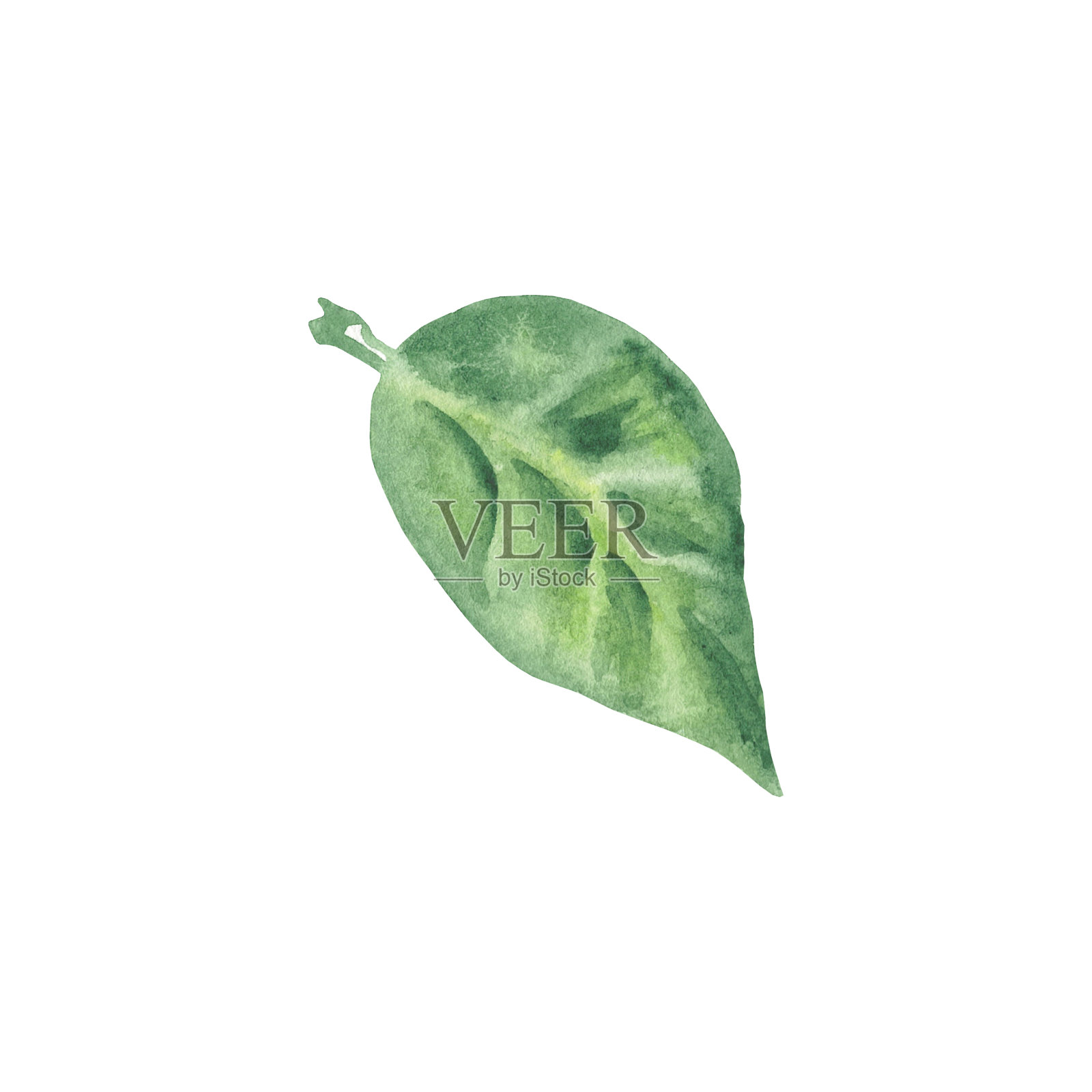 水彩鳄梨叶手指向植物风格。设计菜单，卡片，壁纸，剪贴簿纸，包装的白色背景孤立插图插画图片素材