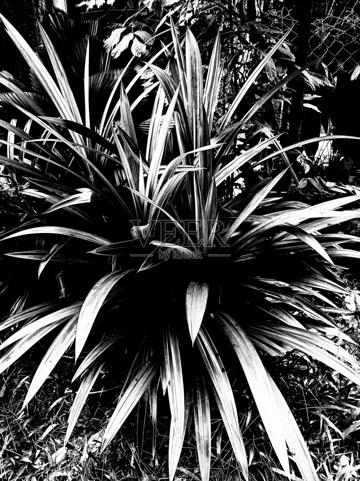 露兜树照片摄影图片