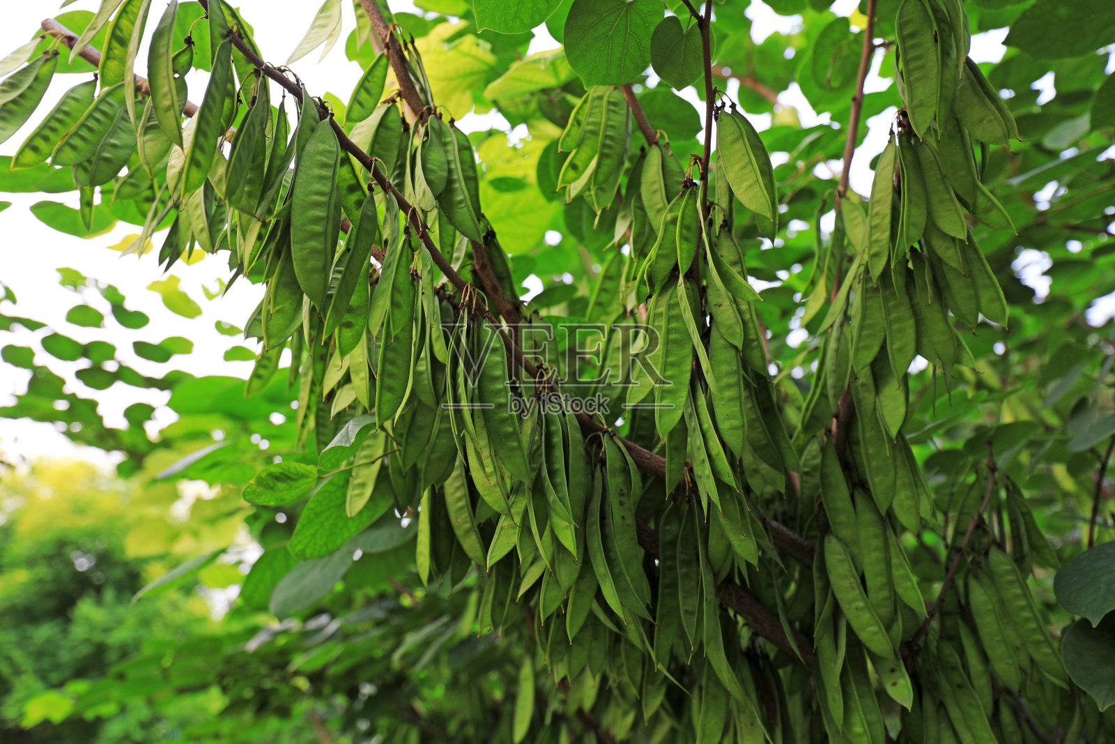 华北，公园里树枝上的豆荚照片摄影图片