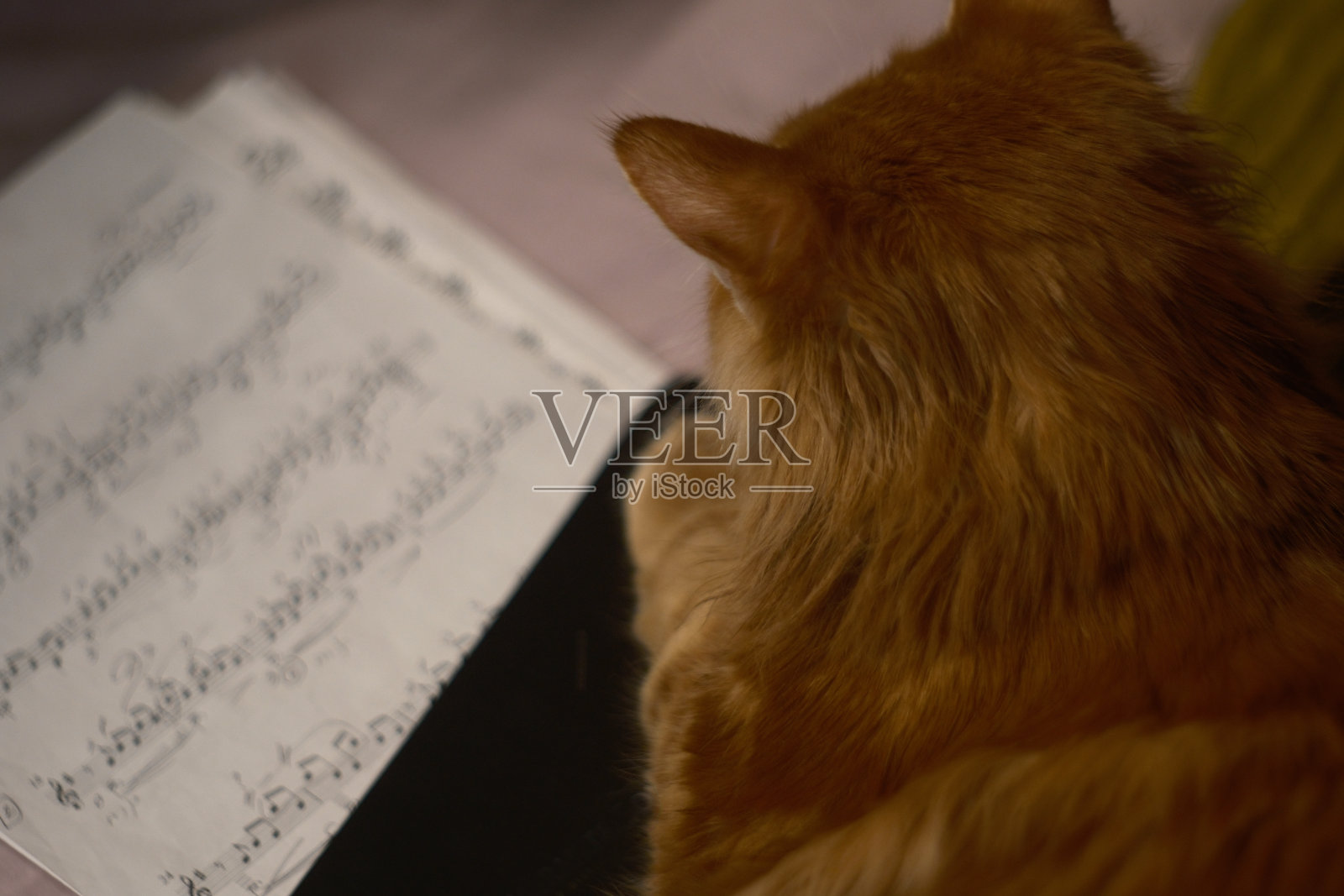 有音符的姜猫，在家学习照片摄影图片