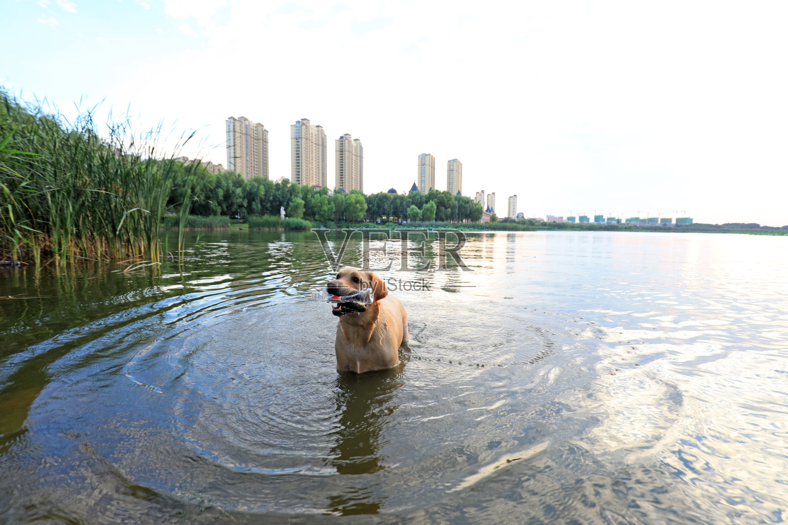 中国北方，一只宠物狗咬了一个塑料瓶，在水里游泳照片摄影图片