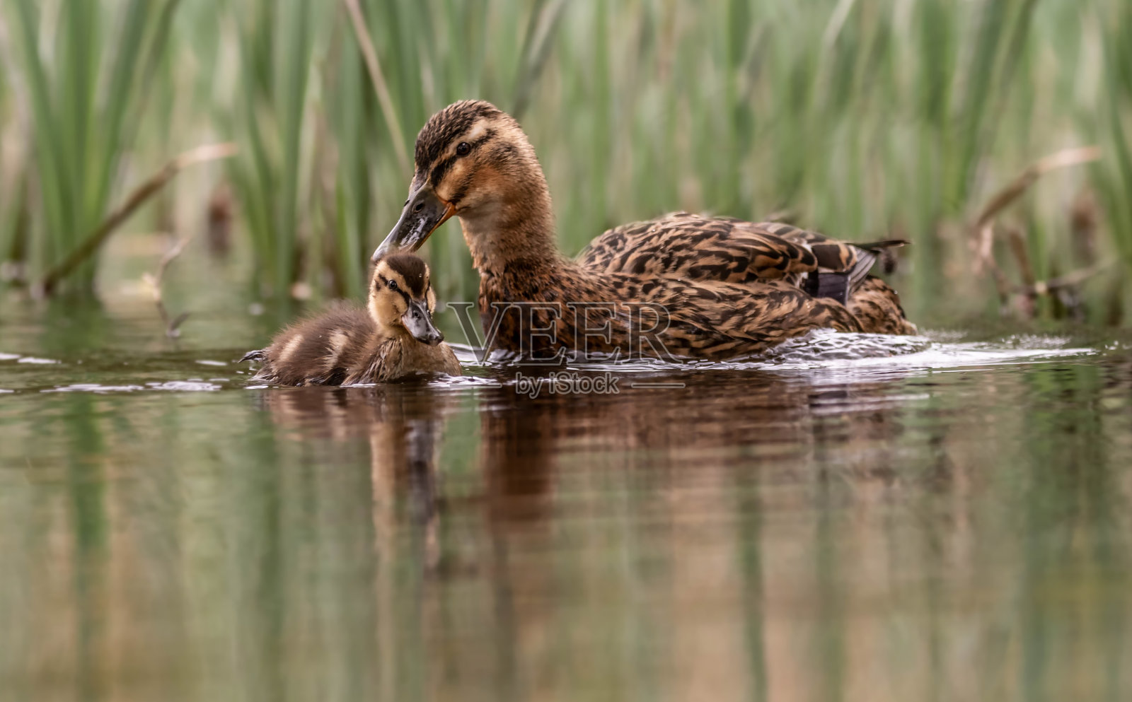妈妈和小鸭照片摄影图片