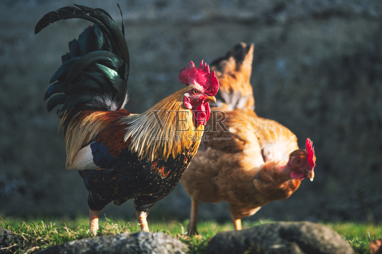 两个鸡照片摄影图片