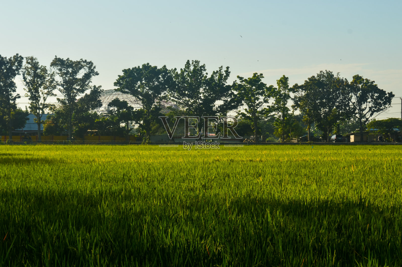 选择性聚焦，印尼龙目岛的稻田。照片摄影图片