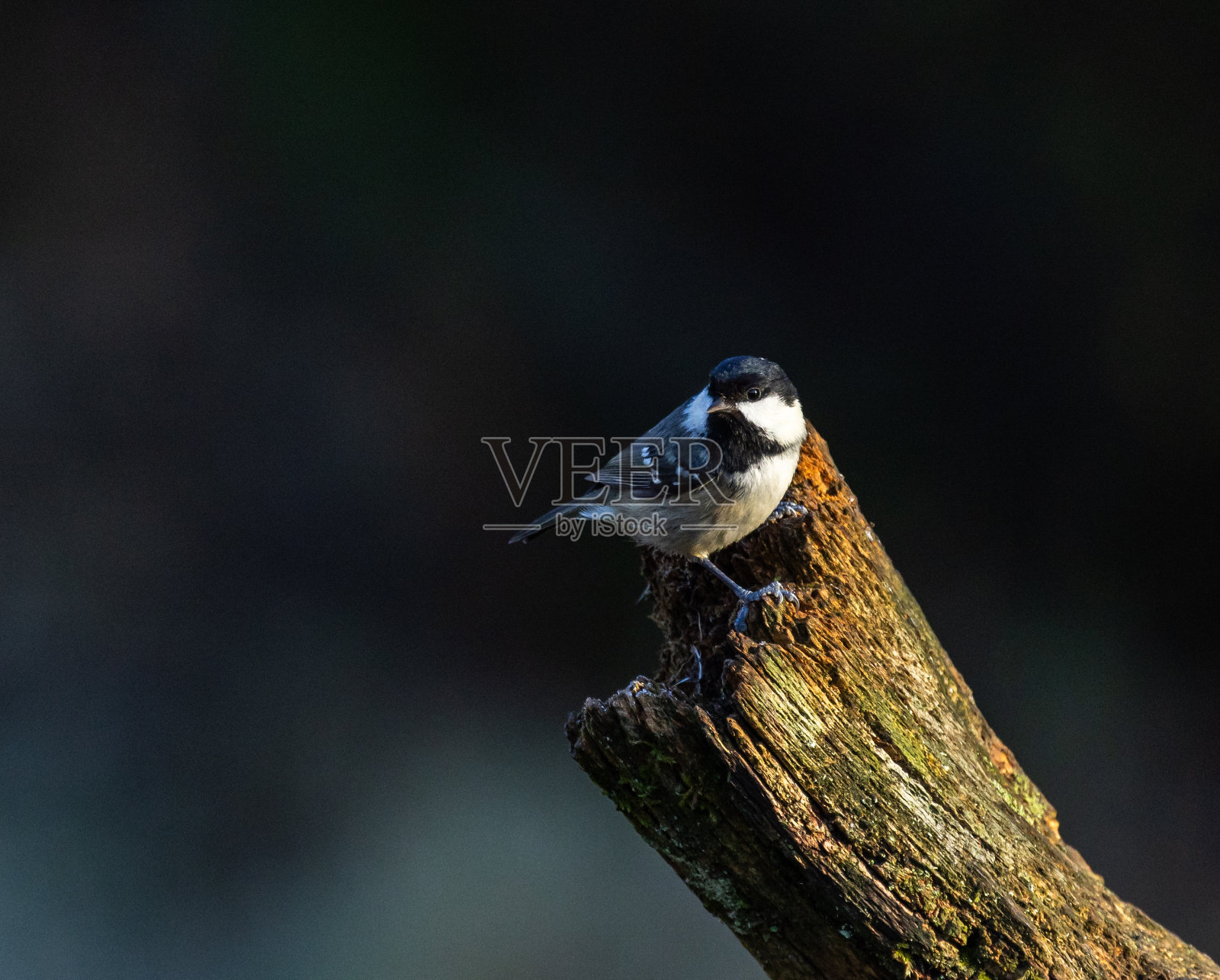 煤炭乳头照片摄影图片