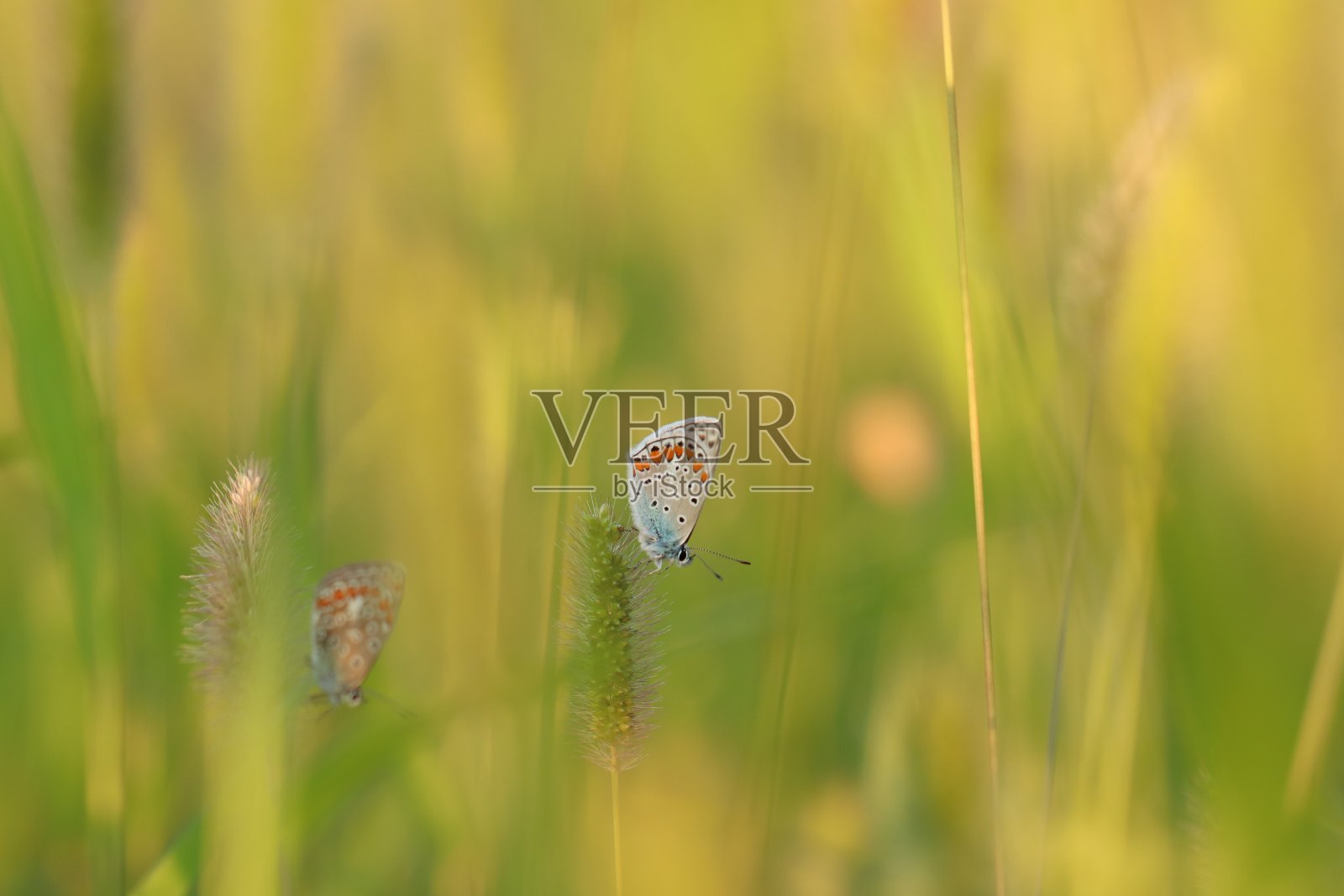 蝴蝶蓝照片摄影图片