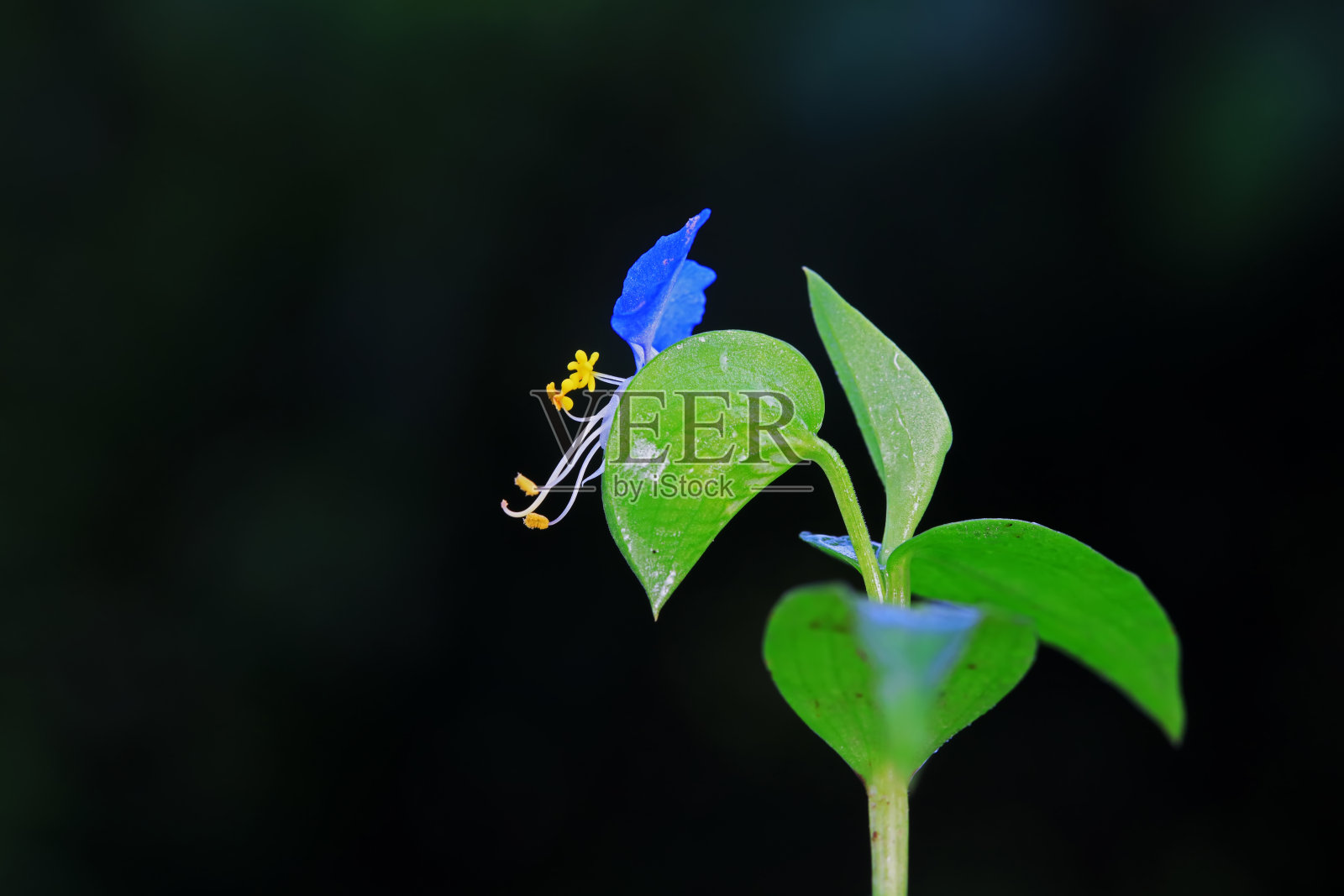 野生花，中国北方照片摄影图片