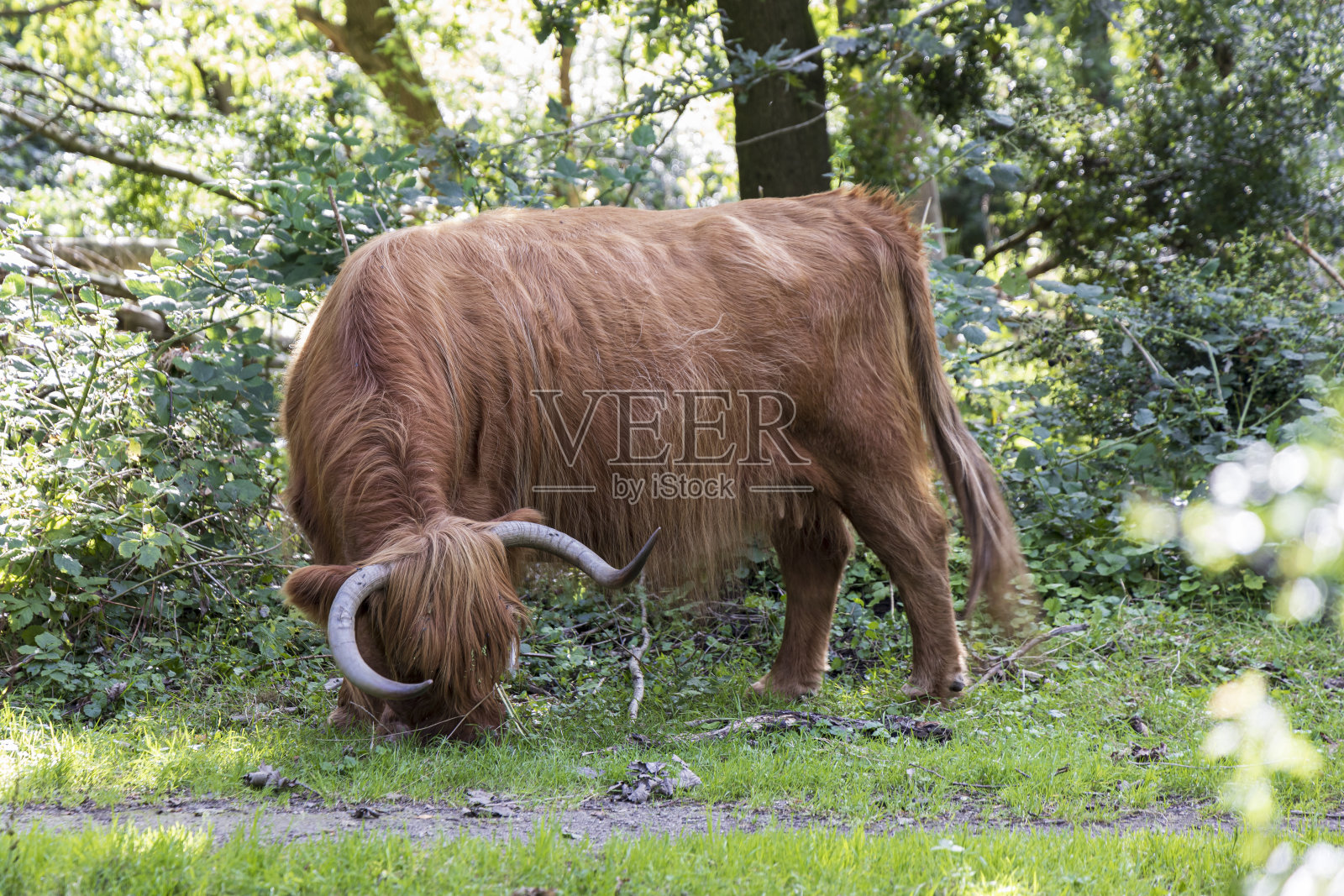 荷兰西德布伦自然公园里的野生奶牛照片摄影图片