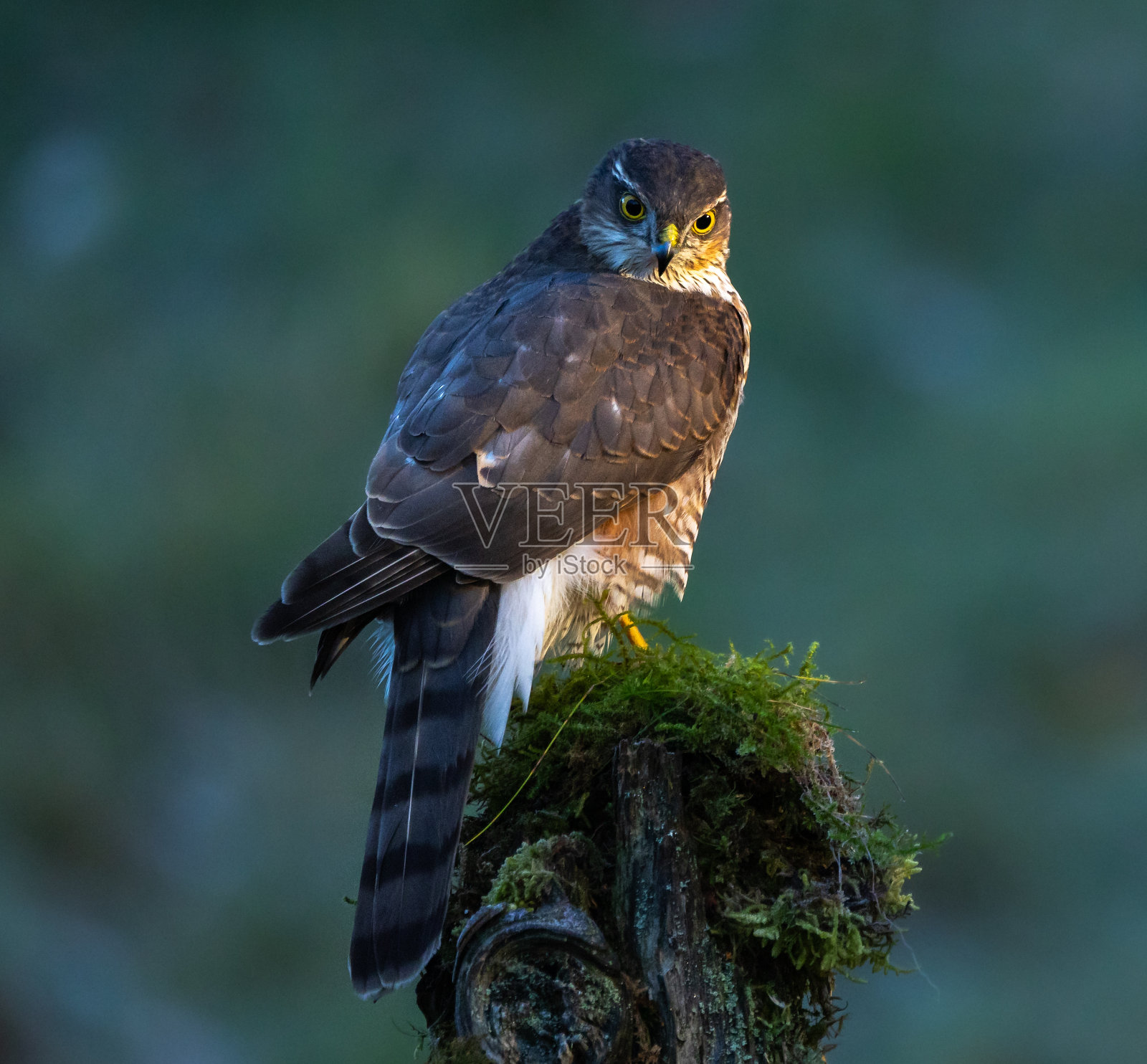 Sparrowhawk照片摄影图片