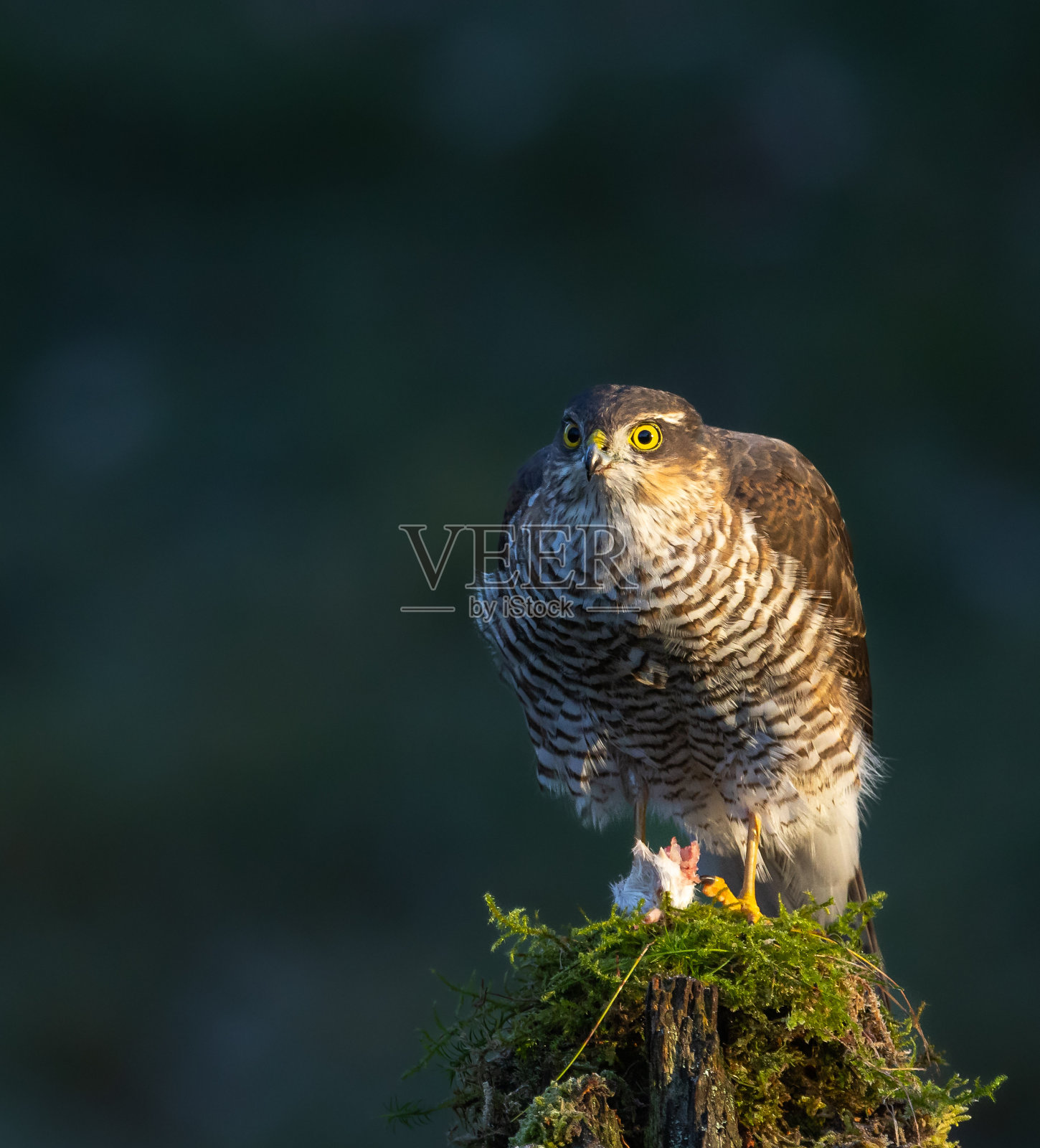 Sparrowhawk照片摄影图片