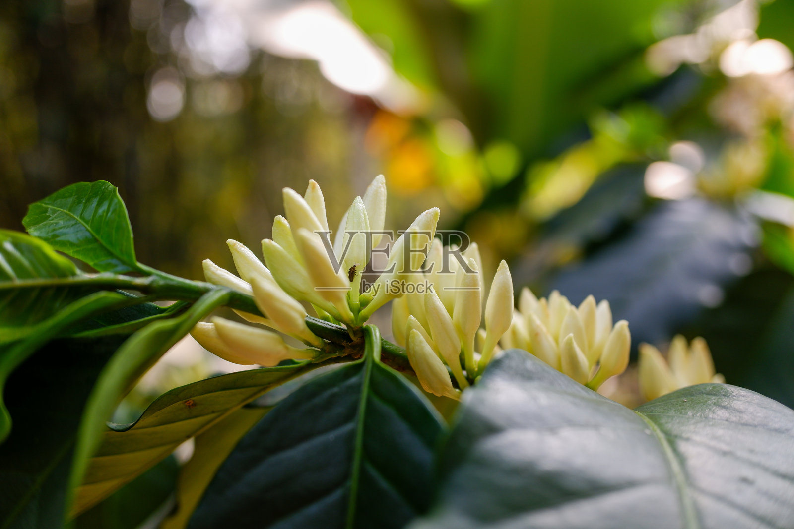 咖啡树的白色花蕾照片摄影图片
