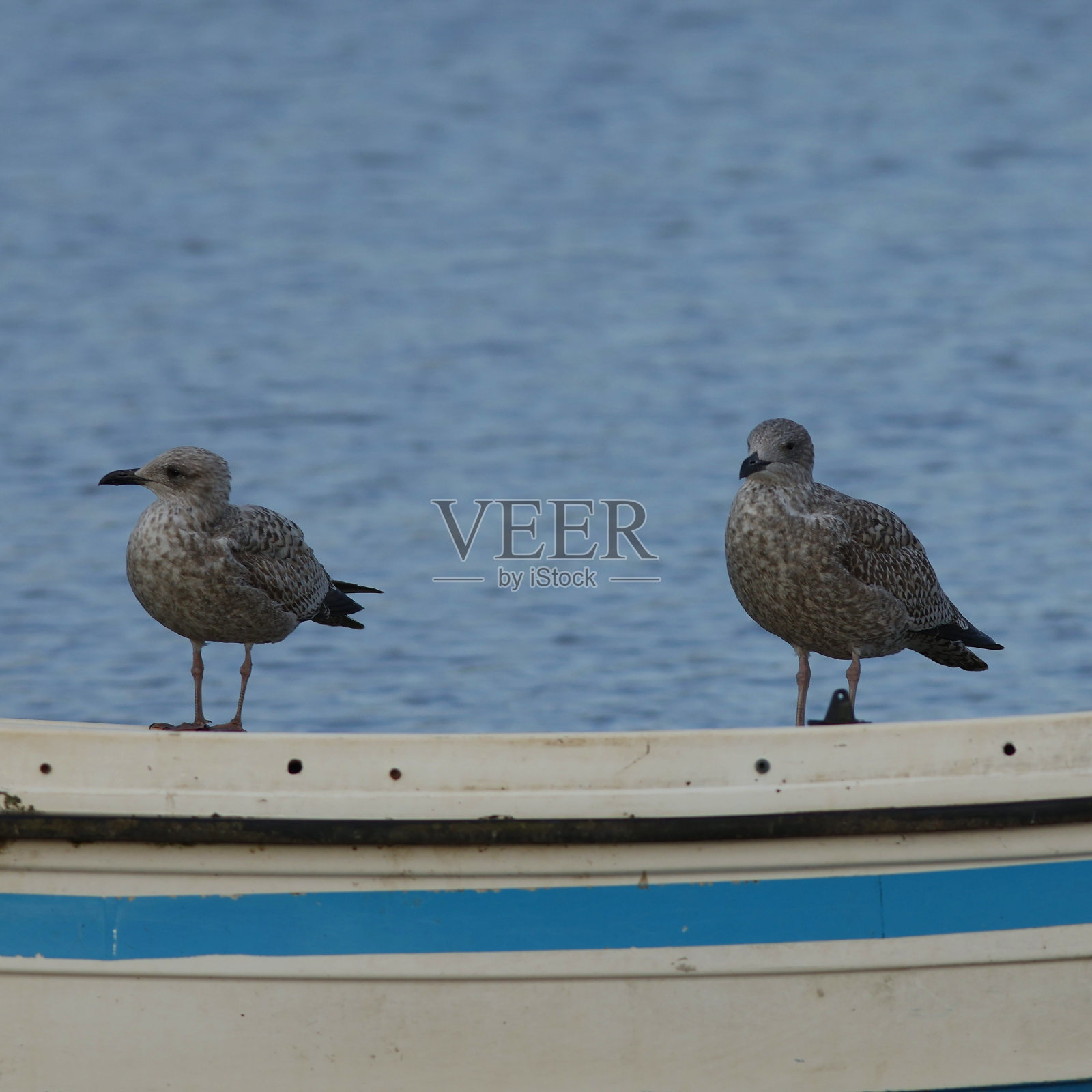 海鸥照片摄影图片