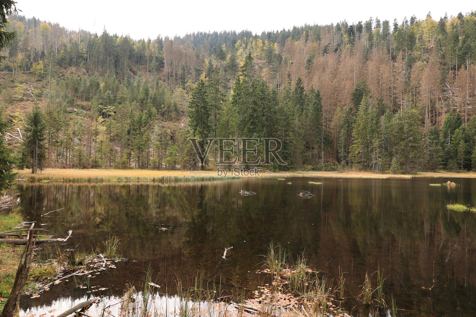 巴伐利亚森林里美丽的秋日照片摄影图片
