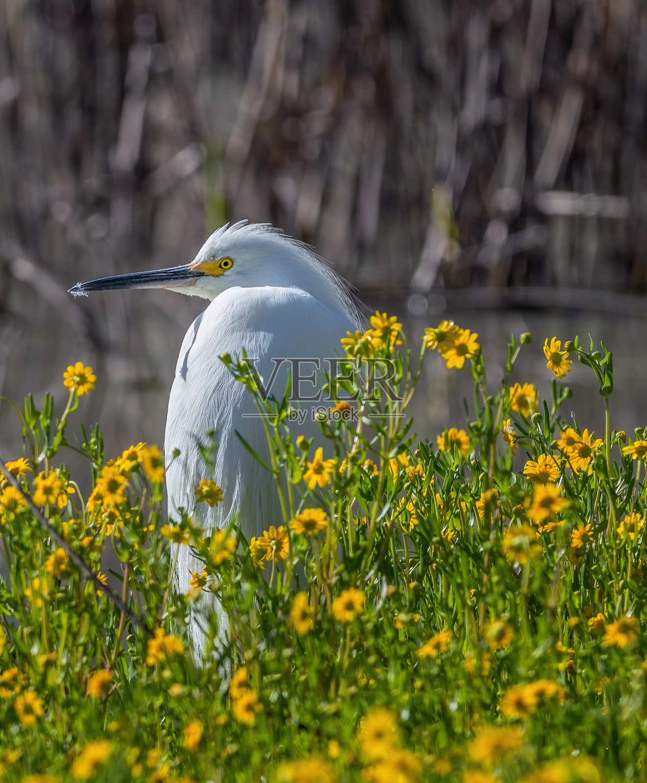 美丽的小鸟照片摄影图片