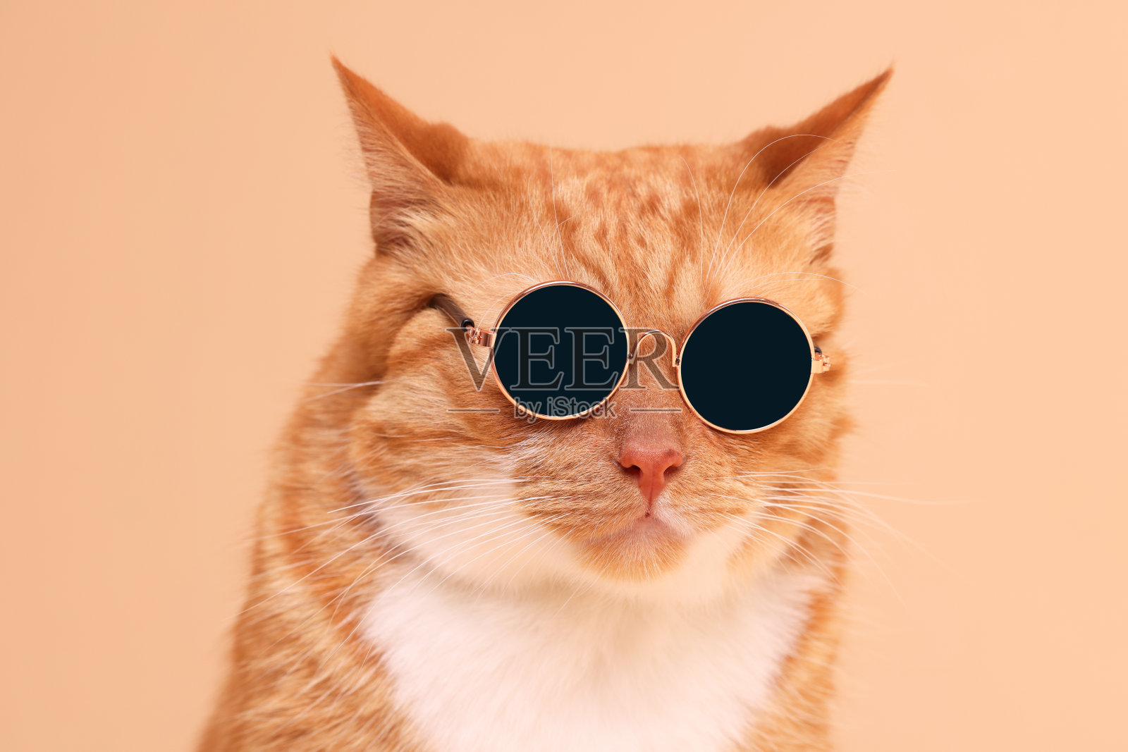 可爱的姜黄色猫的肖像在时尚的太阳镜在米色背景照片摄影图片