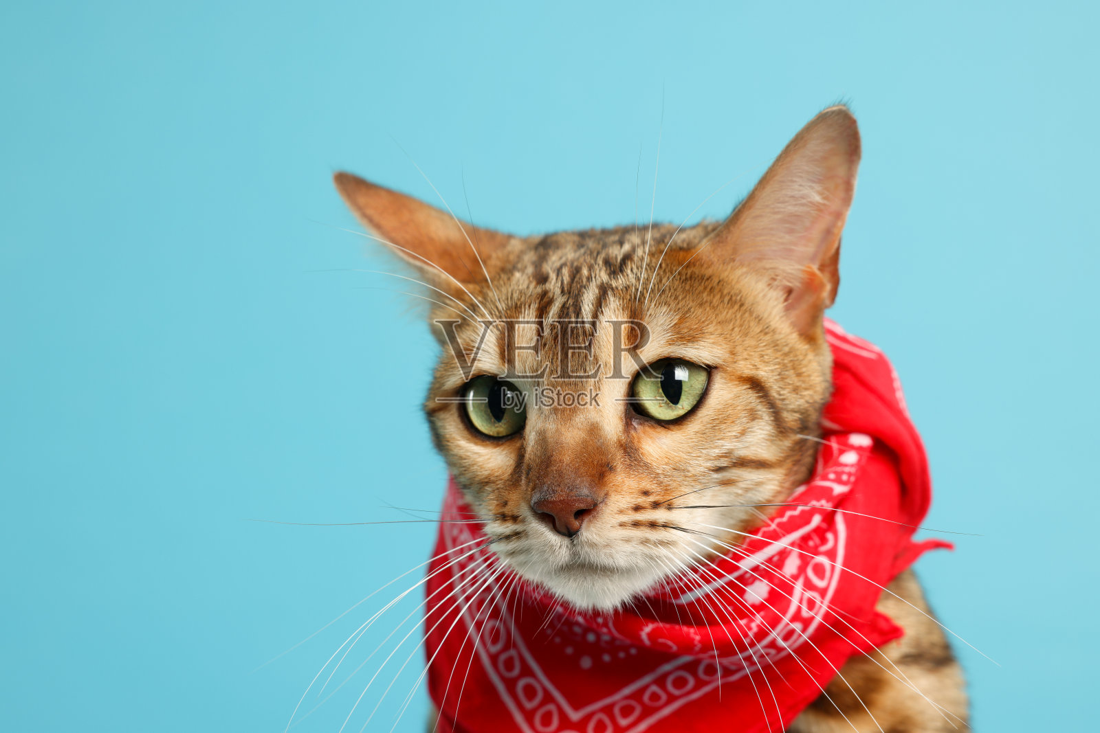 可爱的孟加拉猫与红色手帕在浅蓝色的背景，特写。文本空间照片摄影图片