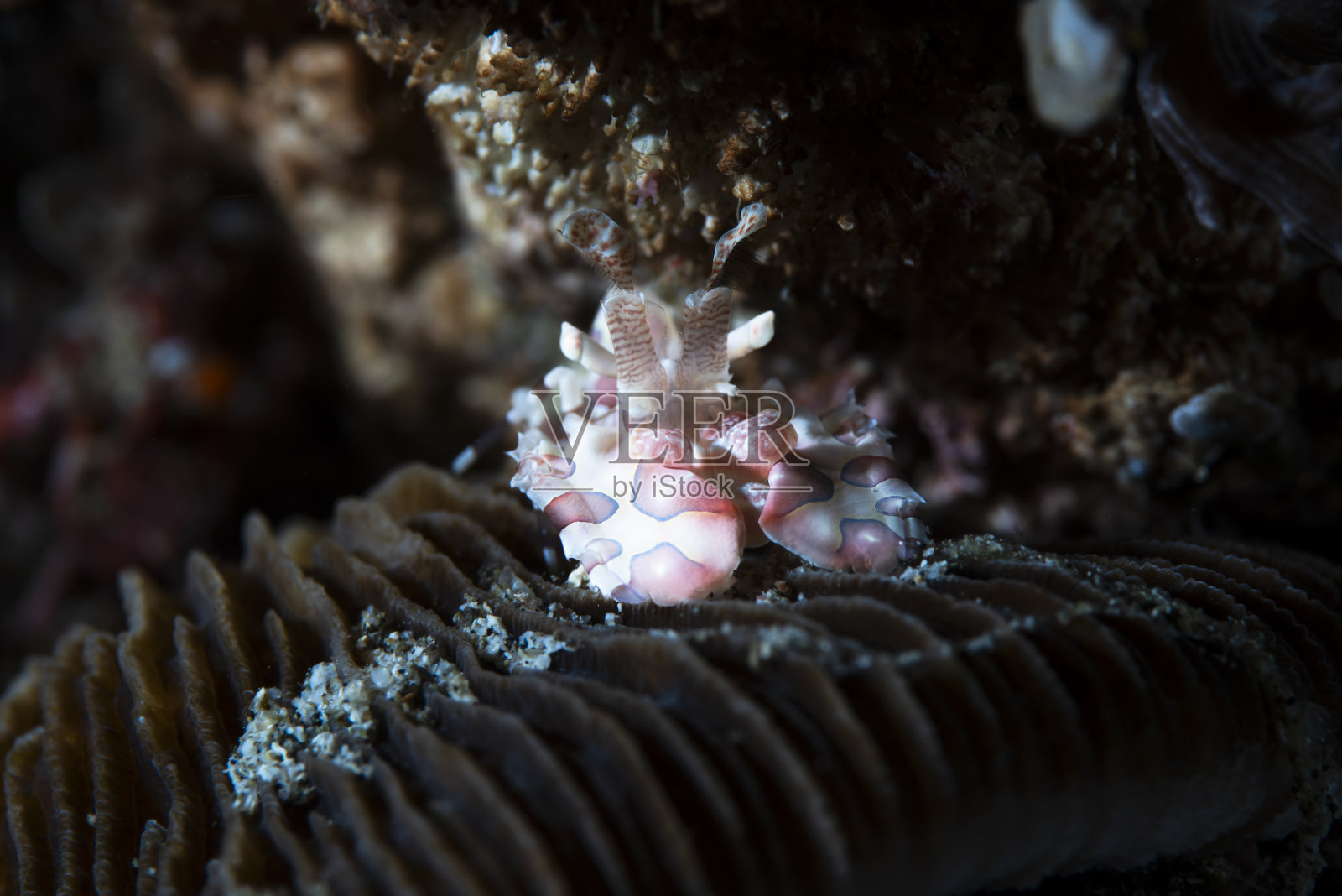 丑角虾照片摄影图片