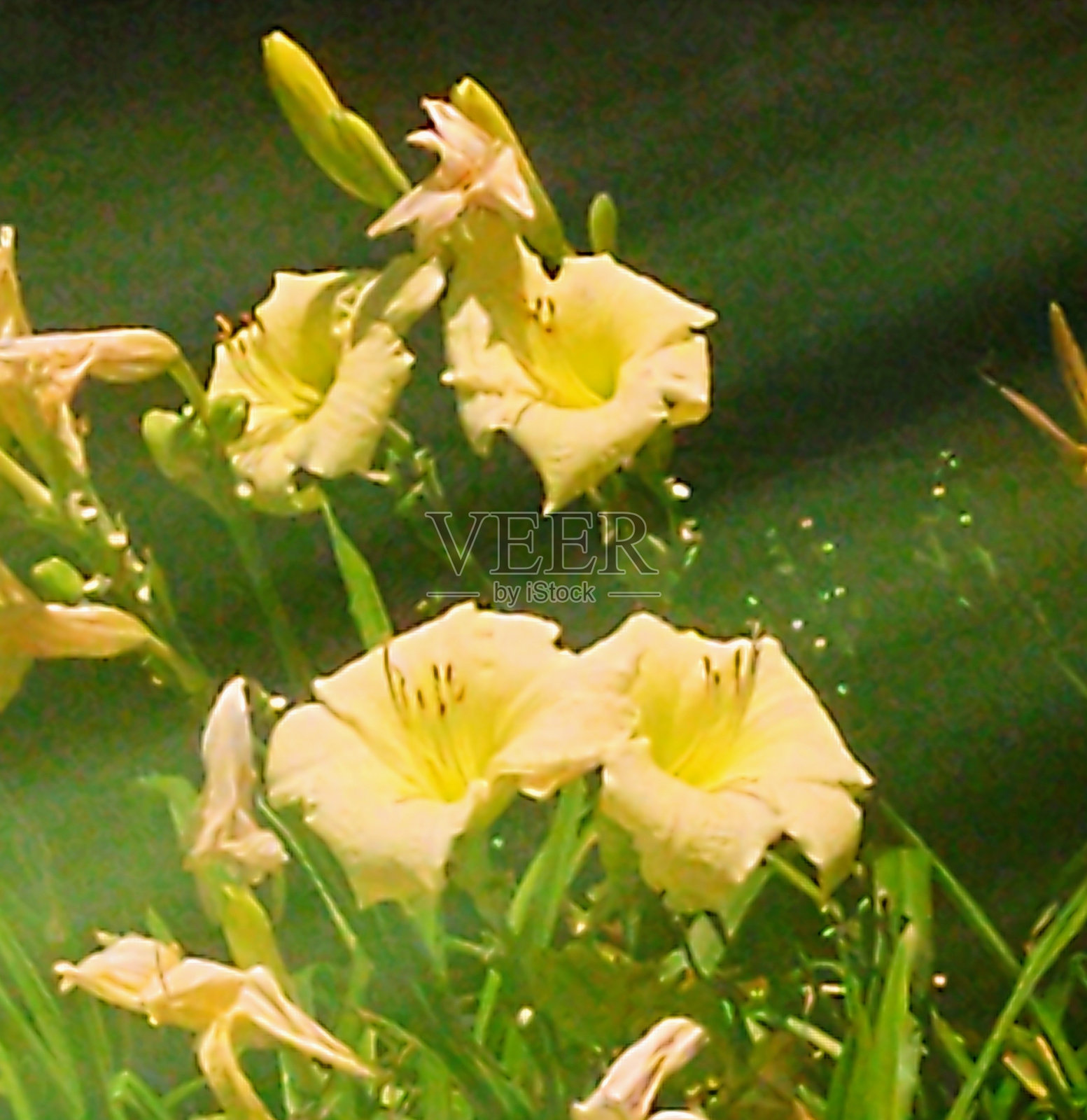 lirio阿马里洛照片摄影图片