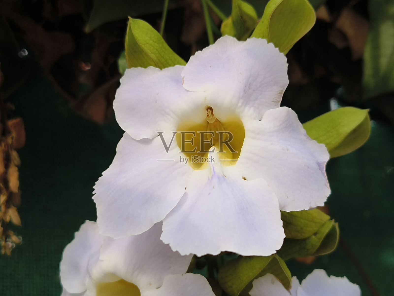 桔梗白色花照片摄影图片