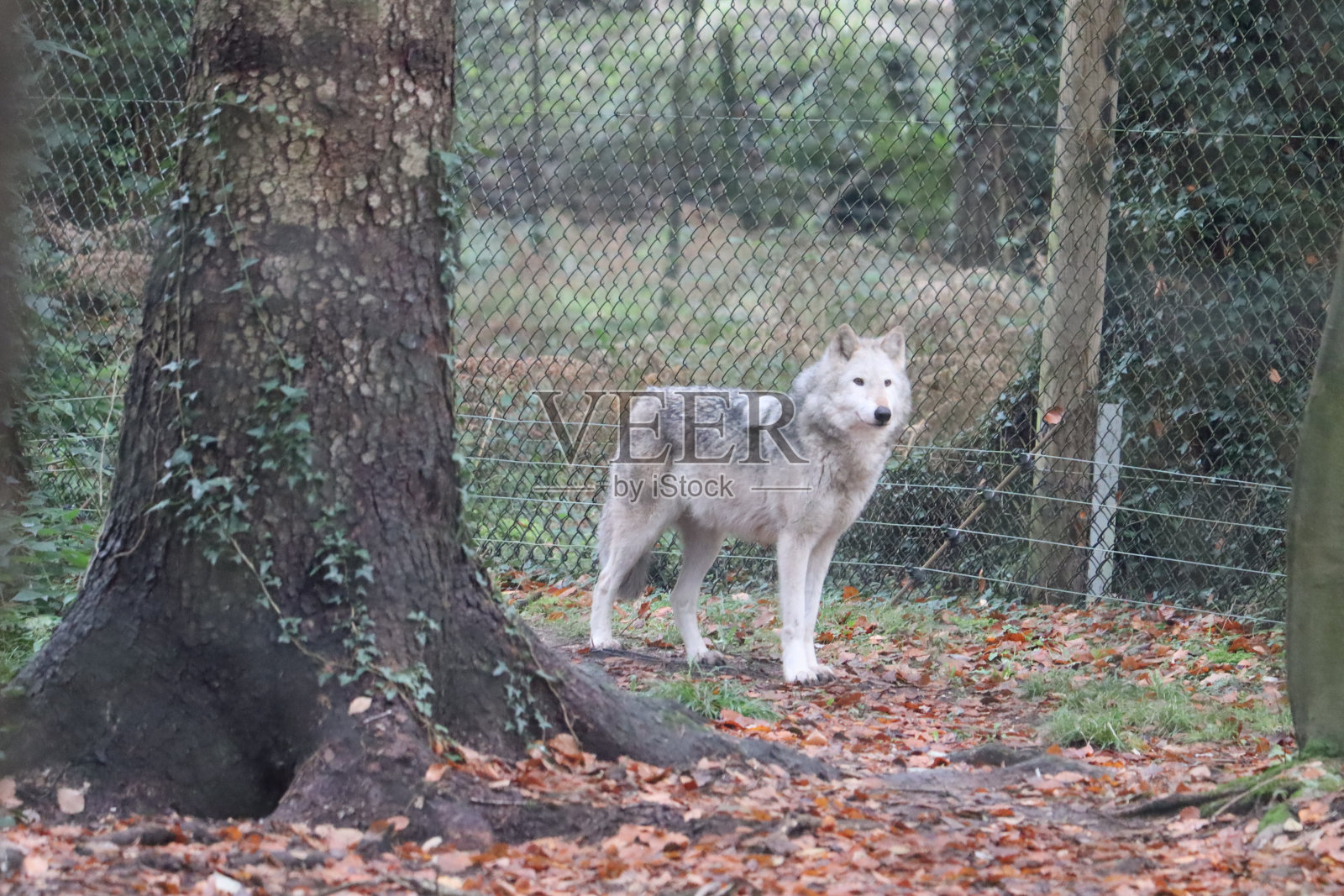 新森林野生动物园照片摄影图片