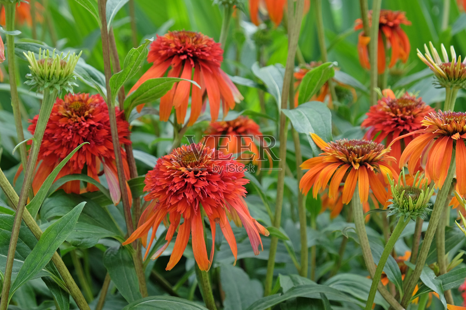 焦重瓣橙色，或球蓬形圆锥花紫锥菊'热木瓜'花照片摄影图片
