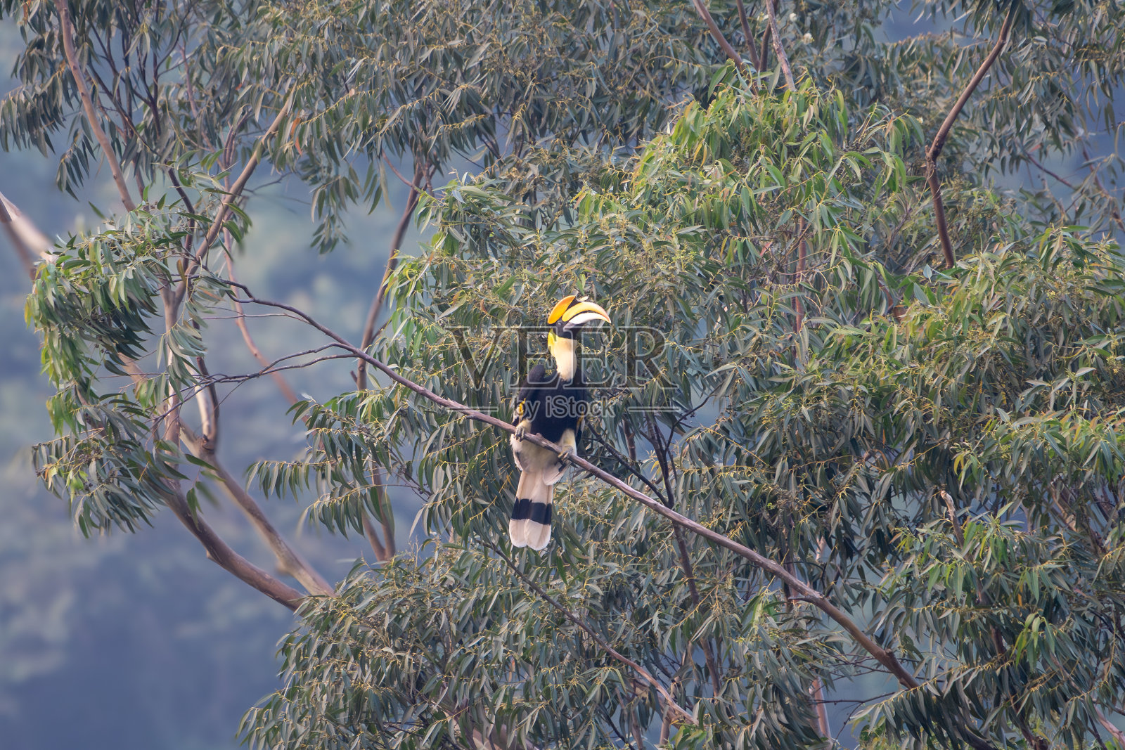 大犀鸟(Buceros bicornis)照片摄影图片