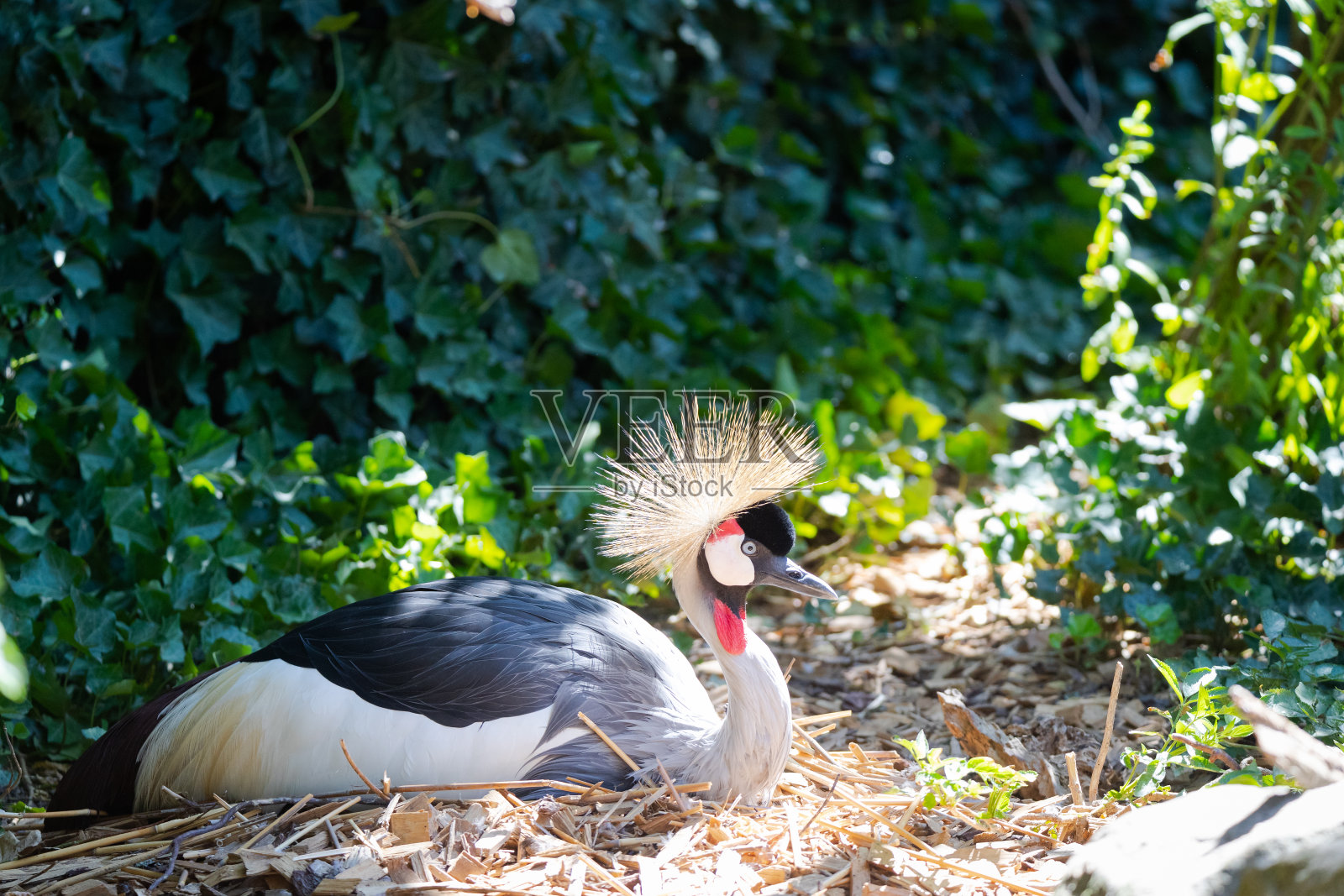 黑冠鹤照片摄影图片