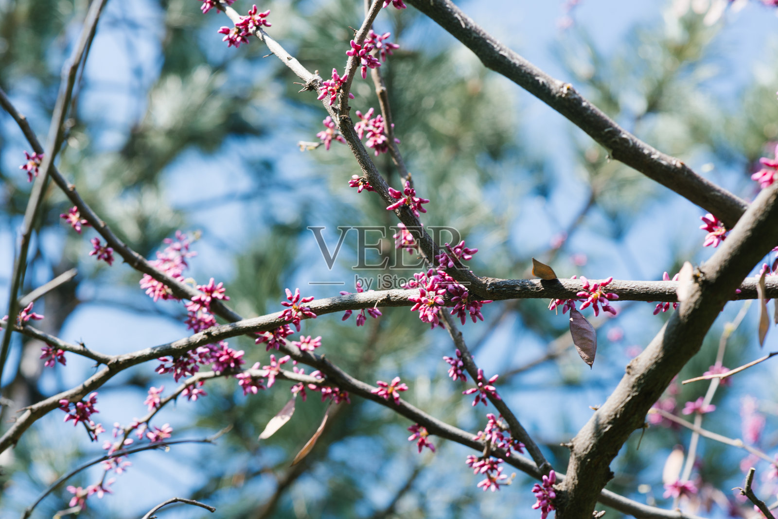 紫色的加拿大春花挂在树上，映衬着蓝天。有选择性的重点照片摄影图片