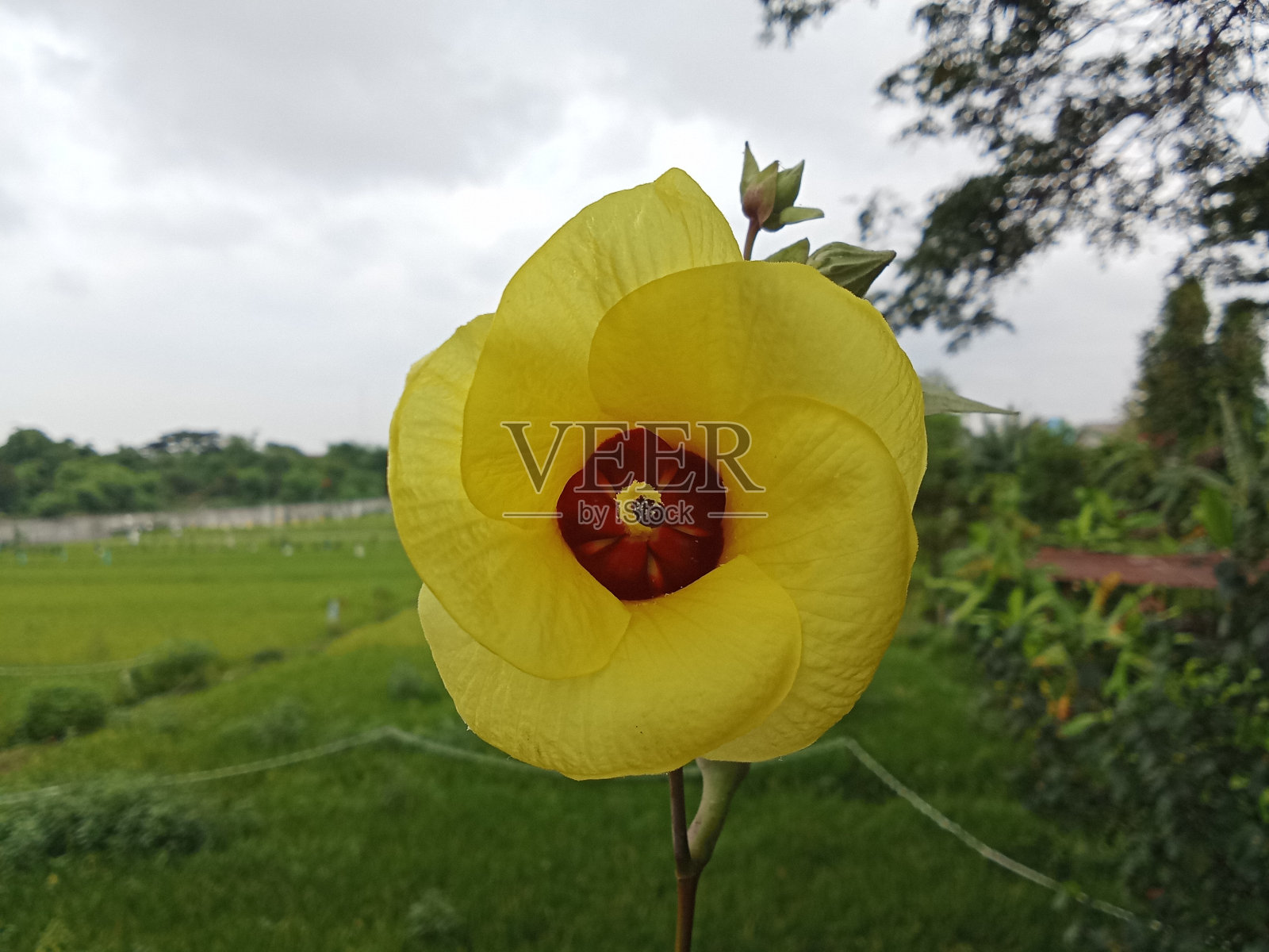 木槿tiliaceus照片摄影图片